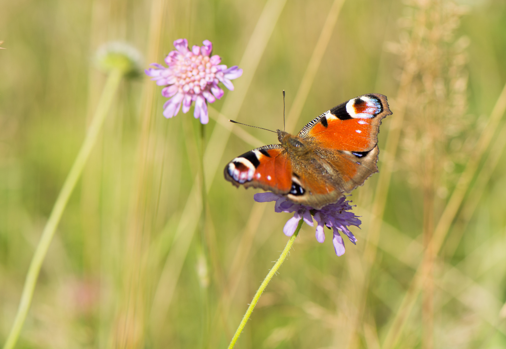 Nikon AF-S Micro-Nikkor 105mm F2.8G IF-ED VR sample photo. Butterfly photography