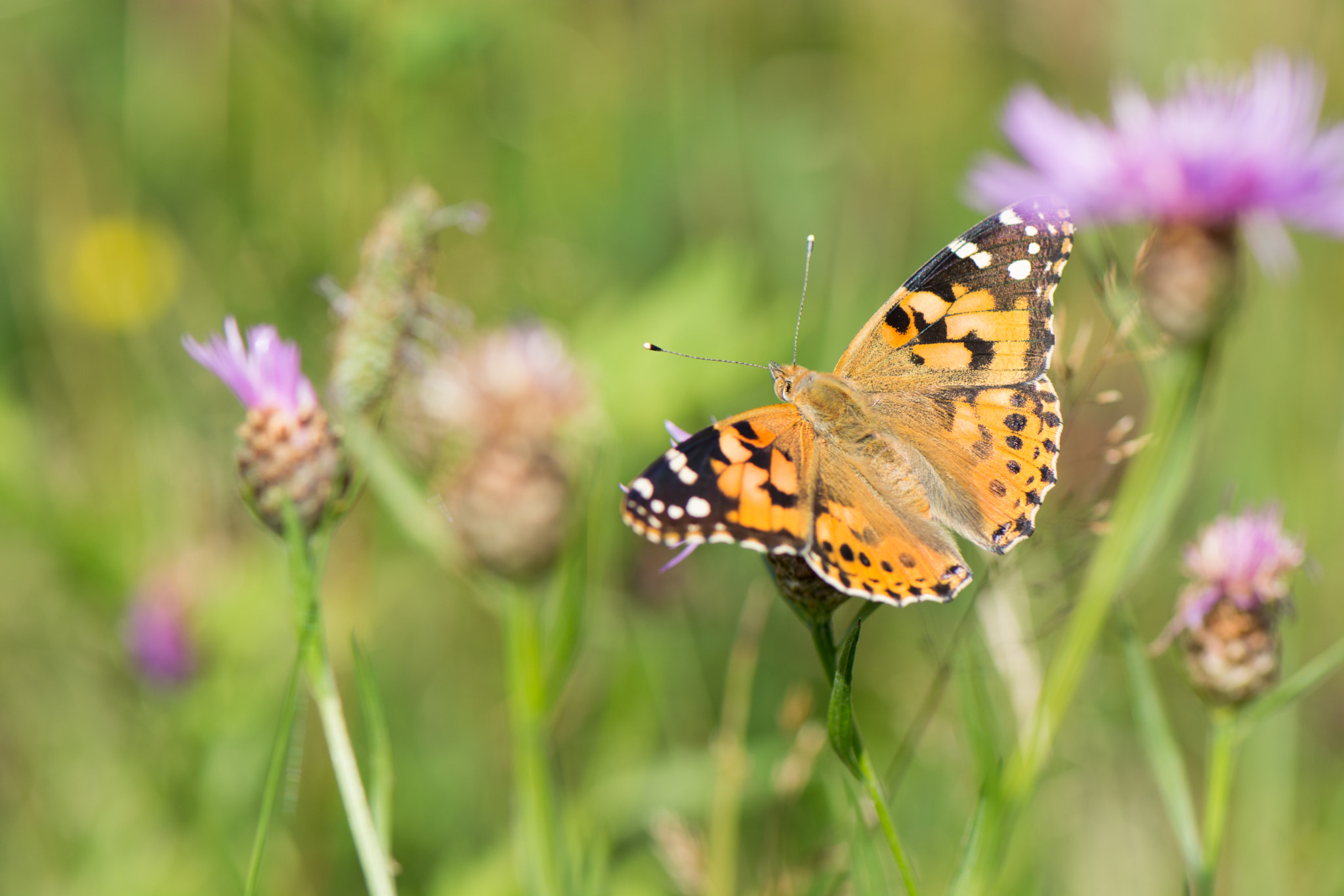Nikon AF-S Micro-Nikkor 105mm F2.8G IF-ED VR sample photo. Butterfly photography