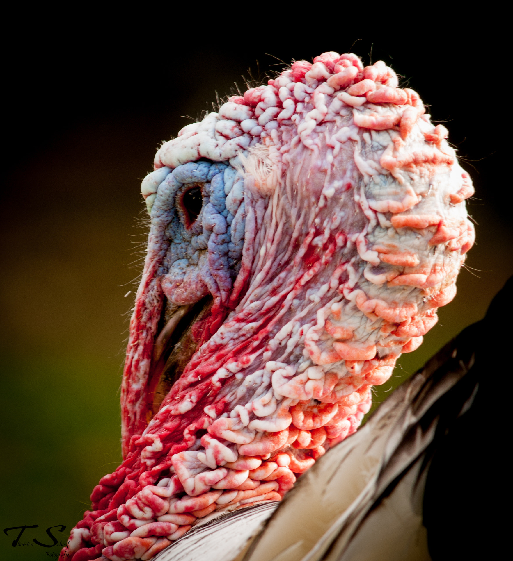 Nikon AF-Nikkor 80-200mm F2.8D ED sample photo. Waiting for thanks giving 4 photography