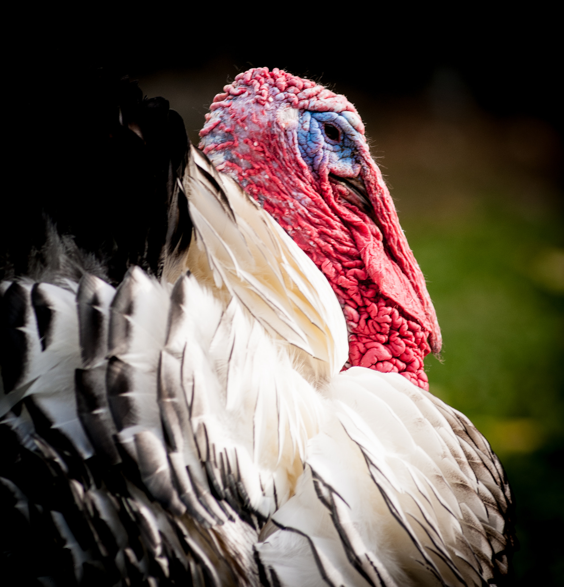 Nikon AF-Nikkor 80-200mm F2.8D ED sample photo. Waiting for thanks giving 3 photography