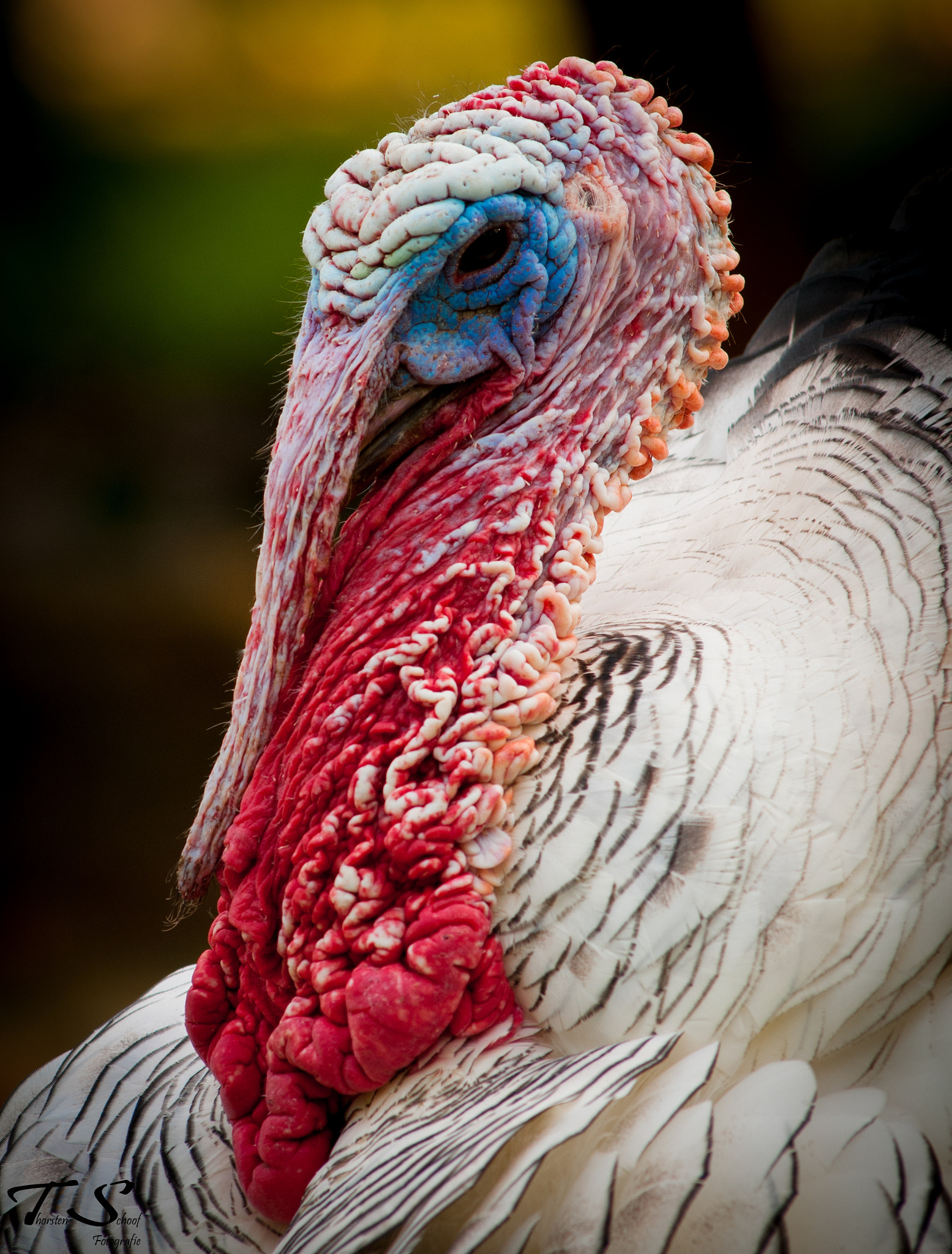 Nikon AF-Nikkor 80-200mm F2.8D ED sample photo. Waiting for thanks giving 2 photography