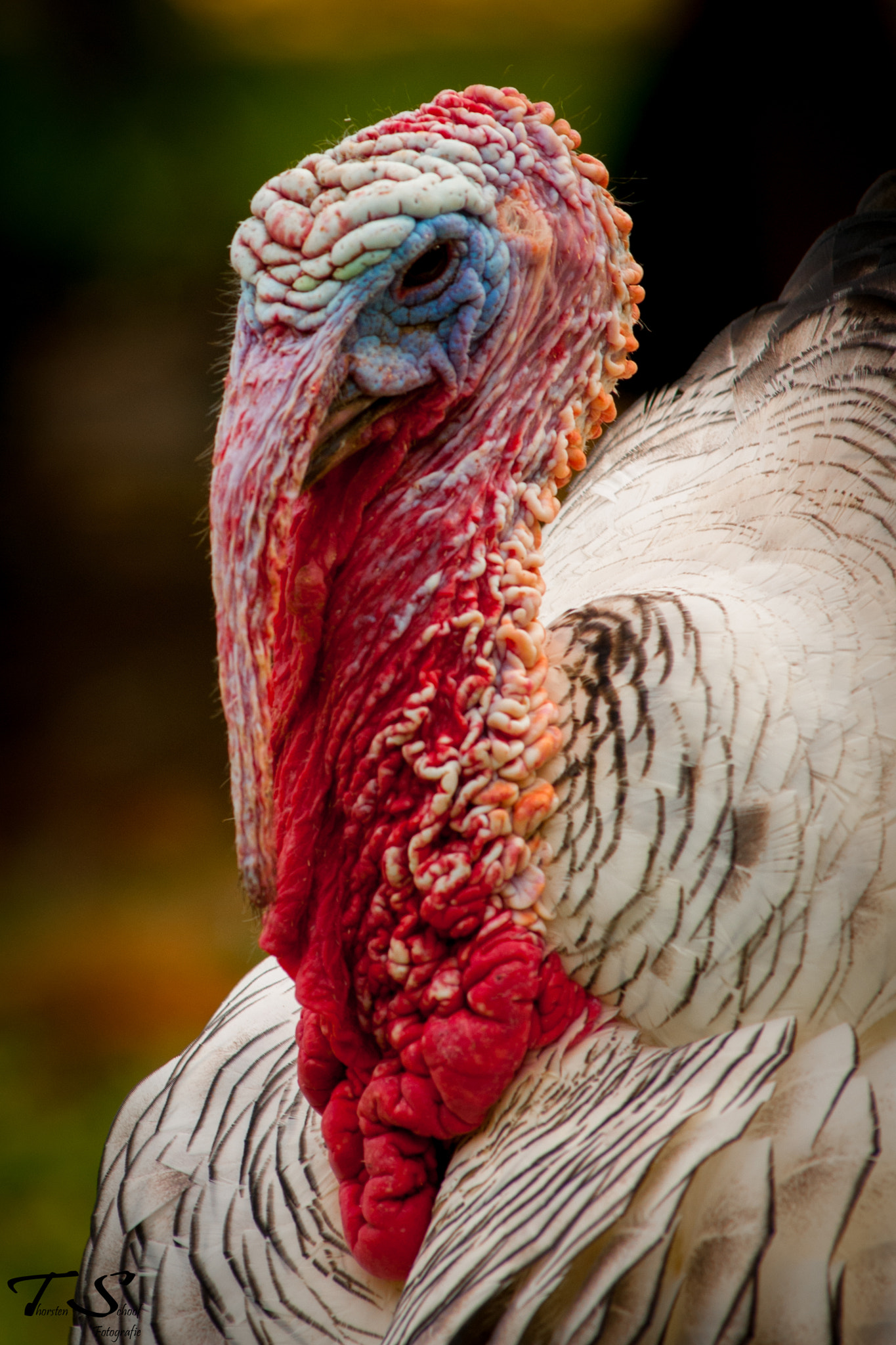Nikon AF-Nikkor 80-200mm F2.8D ED sample photo. Waiting for thanks giving 1 photography