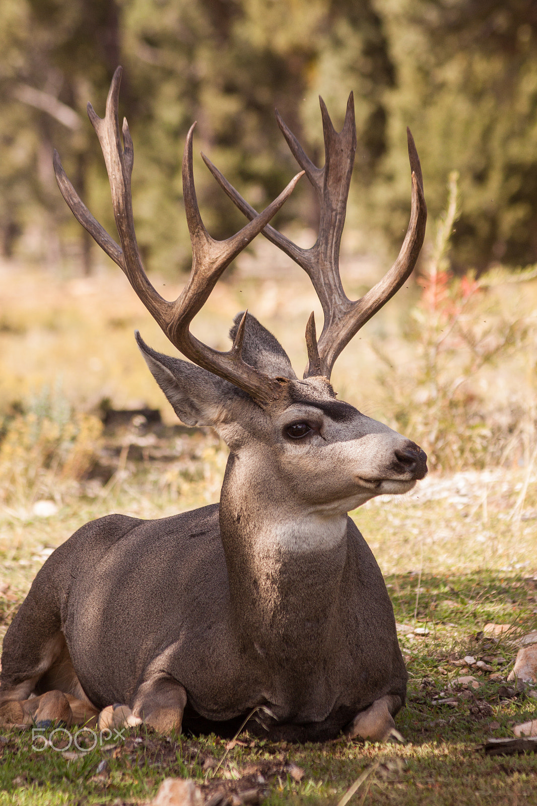 Canon EOS 50D + Canon EF 75-300mm F4.0-5.6 IS USM sample photo. Mule deer buck photography