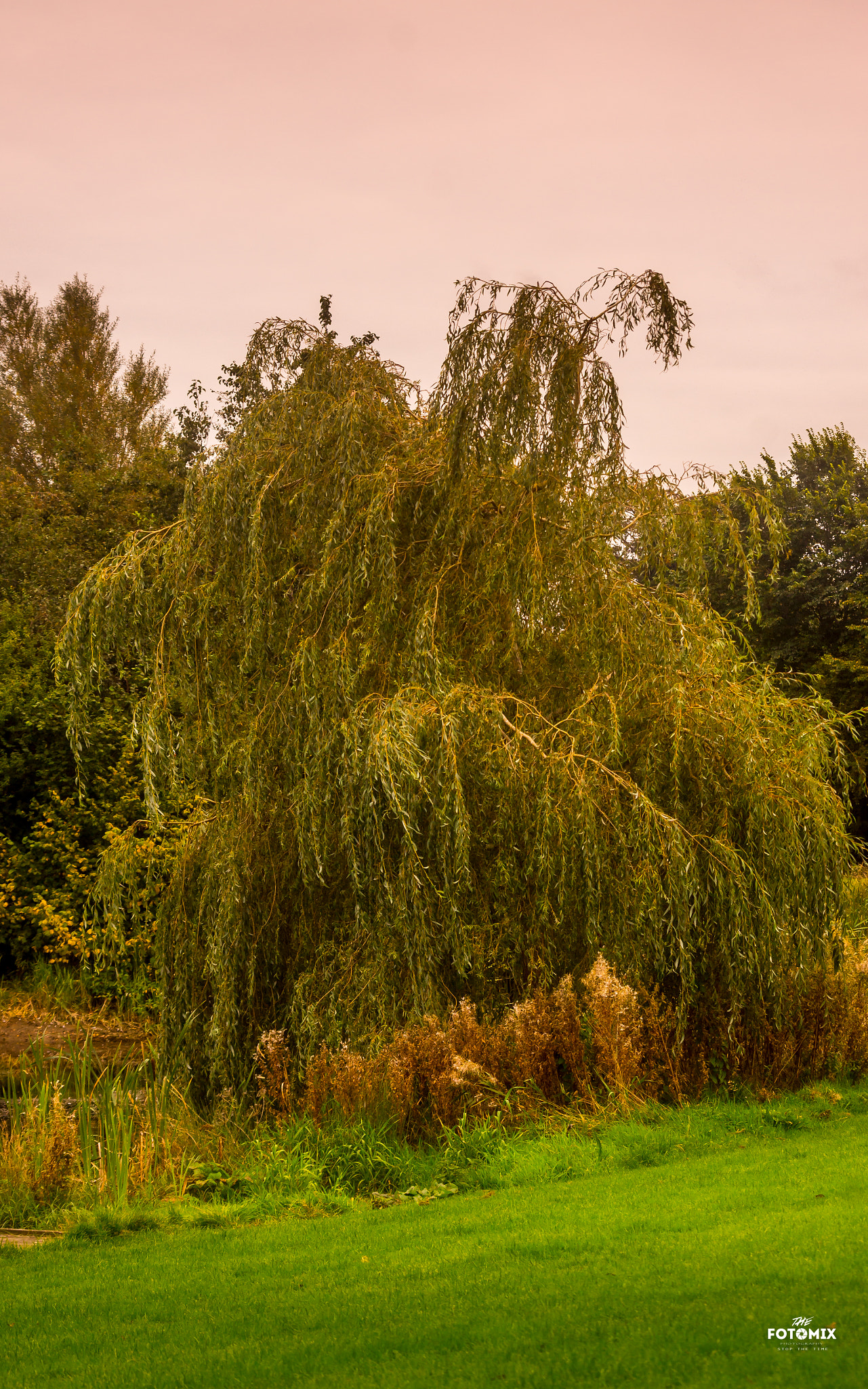 Sony SLT-A55 (SLT-A55V) + Sigma 70-300mm F4-5.6 DL Macro sample photo. Willow photography