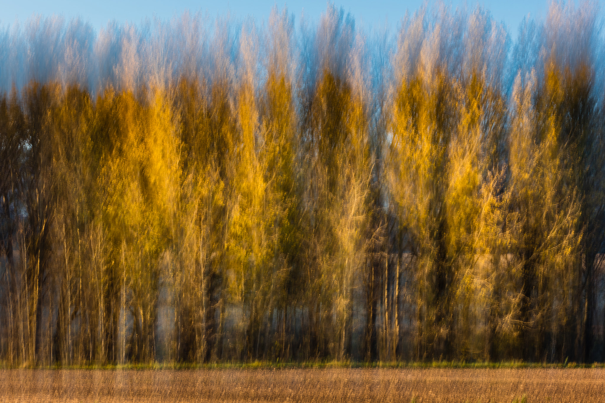 Canon EF 100-400mm F4.5-5.6L IS USM sample photo. Autumnal poplar blur 2 photography