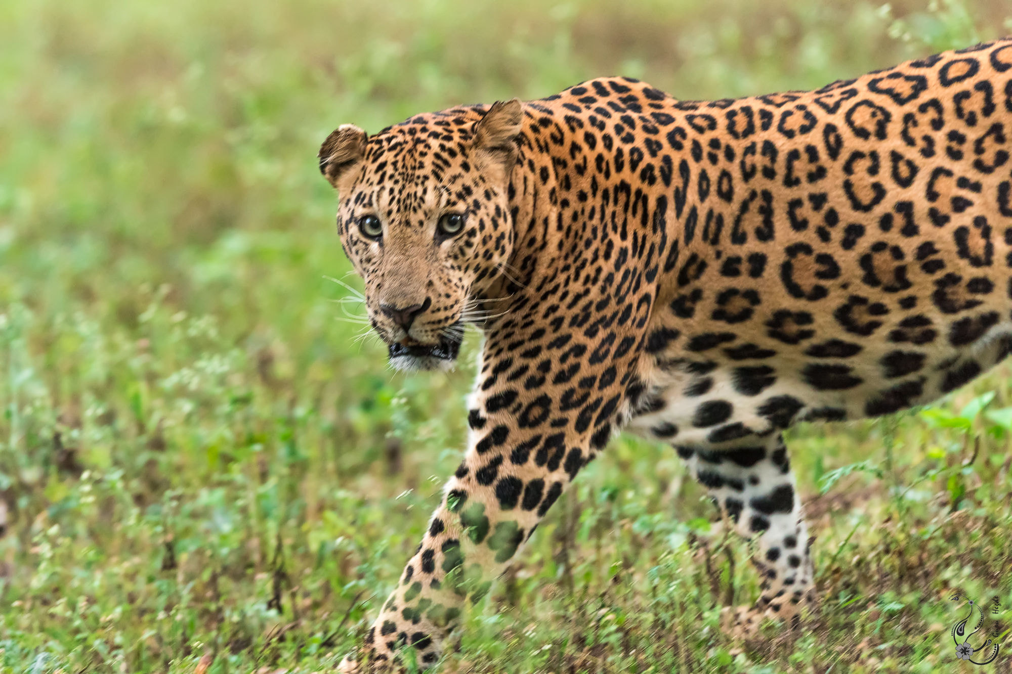 Nikon AF-S Nikkor 400mm F2.8G ED VR II sample photo. Unforgettable stare photography