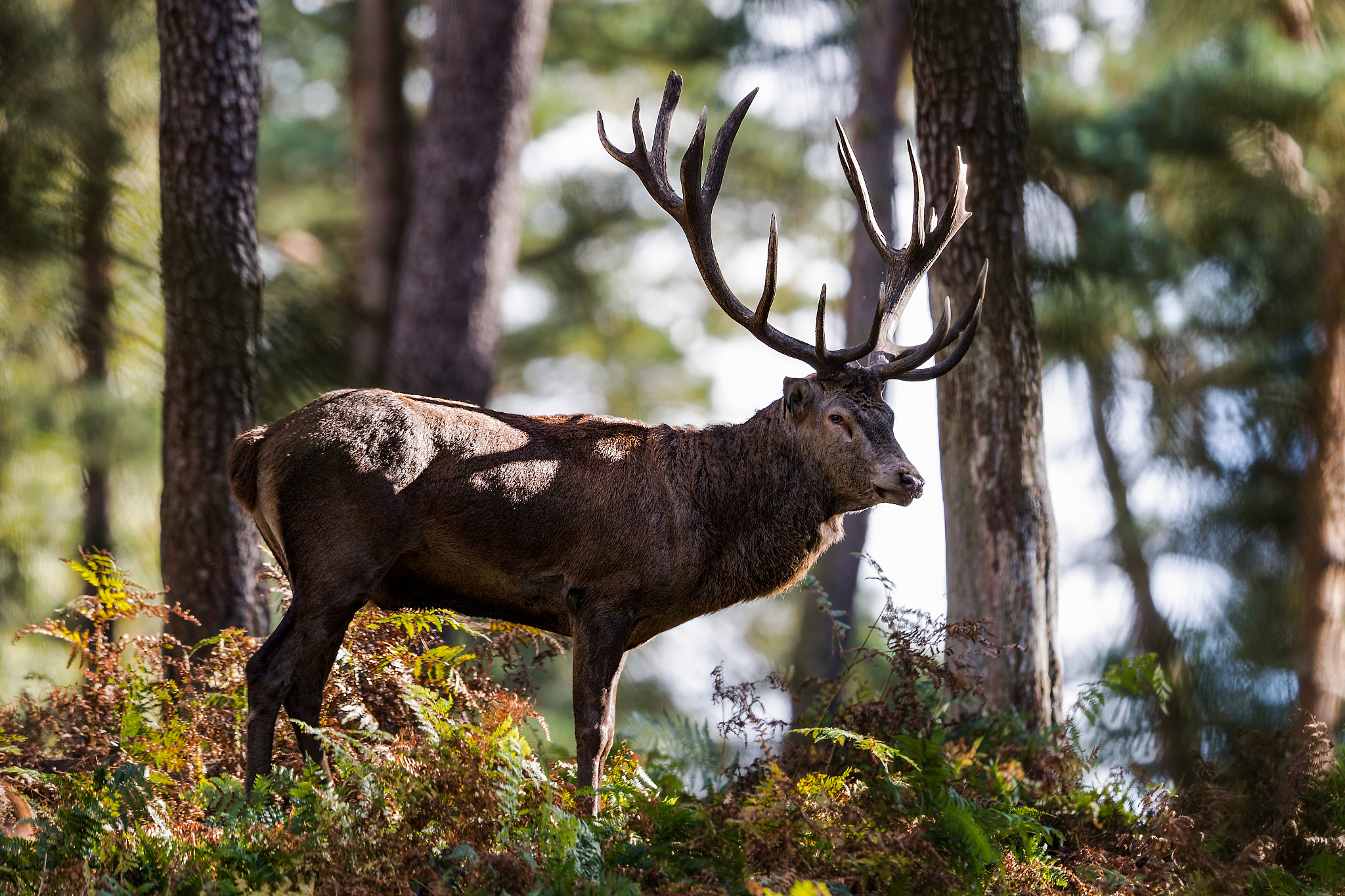 Canon EOS-1D X Mark II + Canon EF 400mm F2.8L IS II USM sample photo. In the forest photography