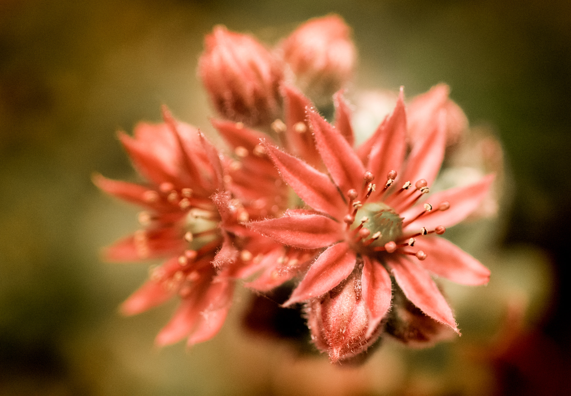 Nikon D7100 + Tokina AT-X Pro 100mm F2.8 Macro sample photo. Another sempervivum tectorum photography