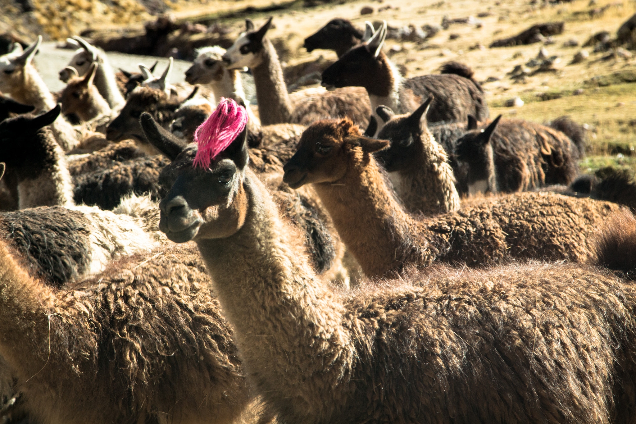 Canon EOS 700D (EOS Rebel T5i / EOS Kiss X7i) sample photo. Miss alpaca photography