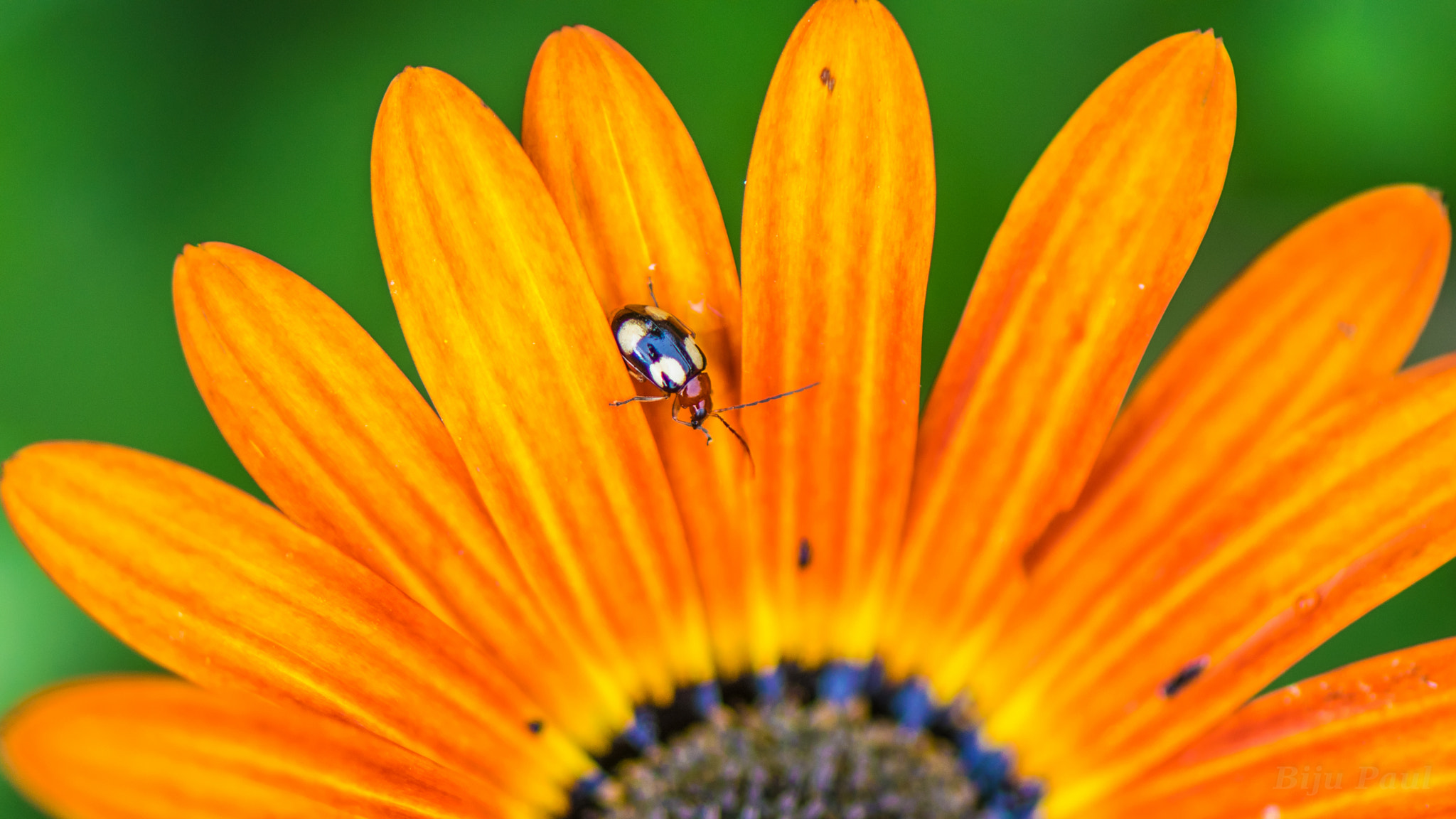 Nikon AF-S Micro-Nikkor 105mm F2.8G IF-ED VR sample photo. Bug on a petal photography
