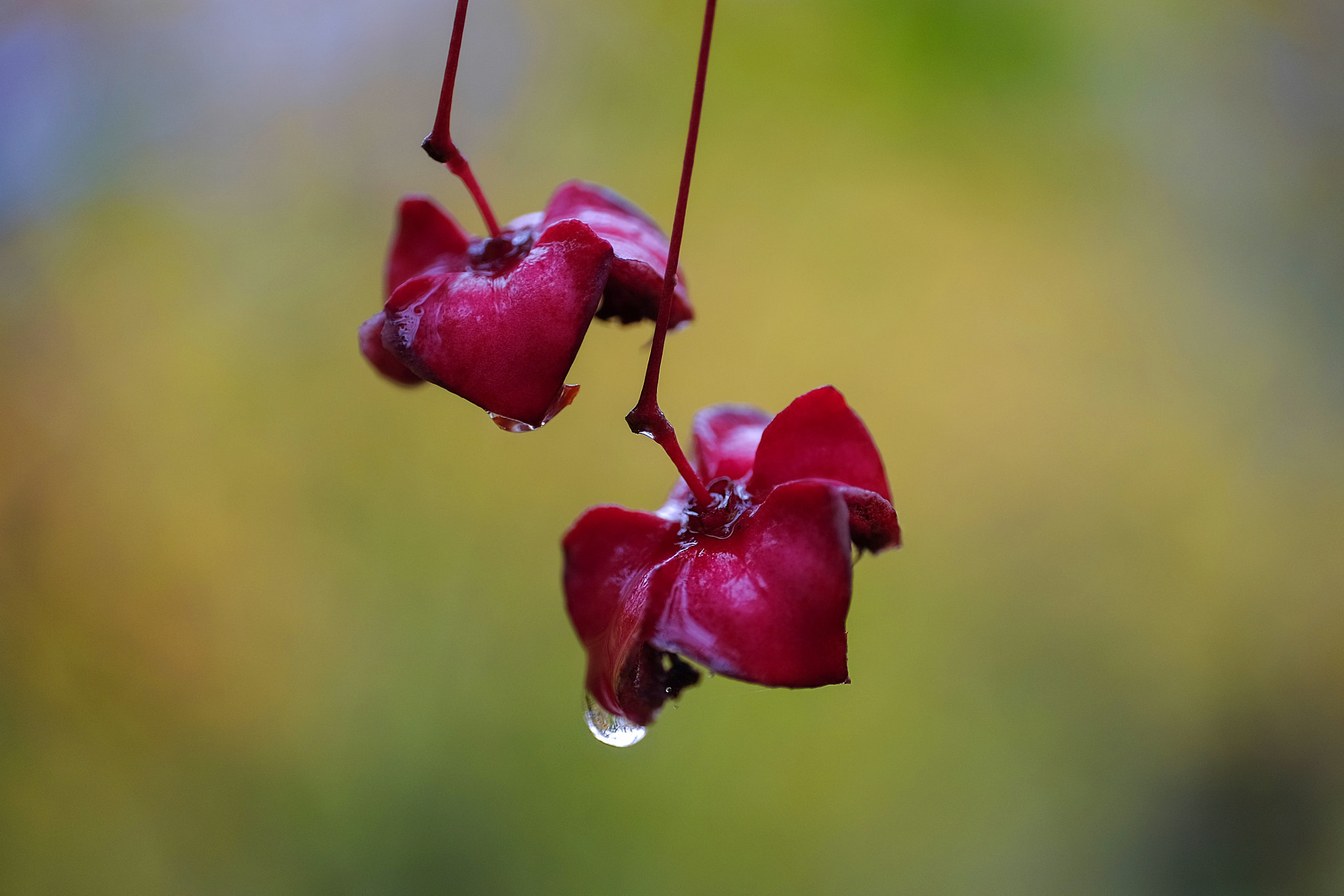 ZEISS Touit 50mm F2.8 sample photo. Purple photography