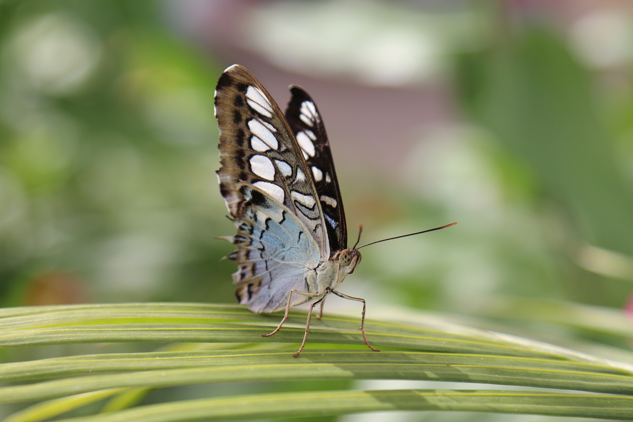 Canon EOS 650D (EOS Rebel T4i / EOS Kiss X6i) sample photo. Butterfly on leaf photography