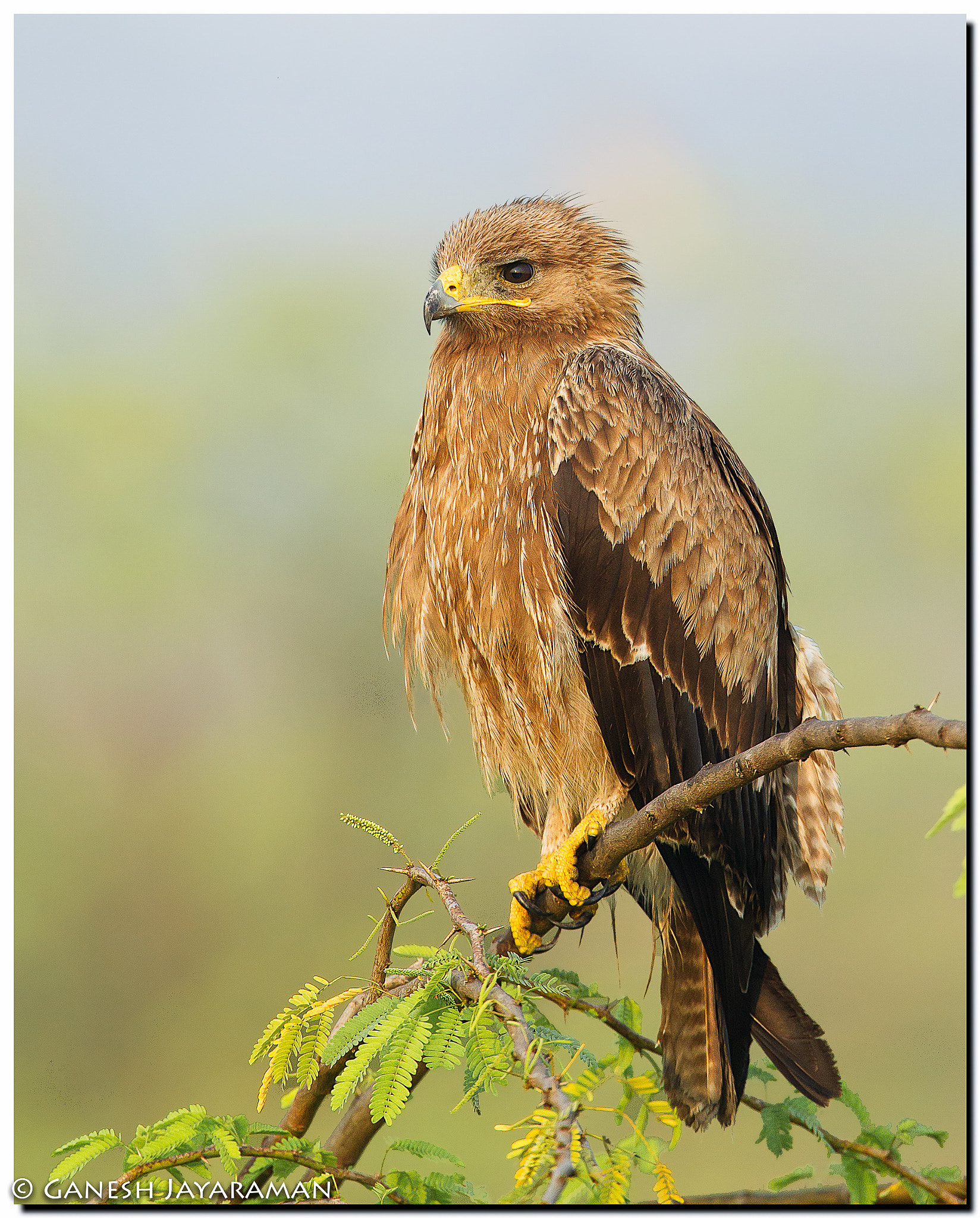 Canon EF 500mm F4L IS USM sample photo. Indian spotted eagle (clanga hastata) photography