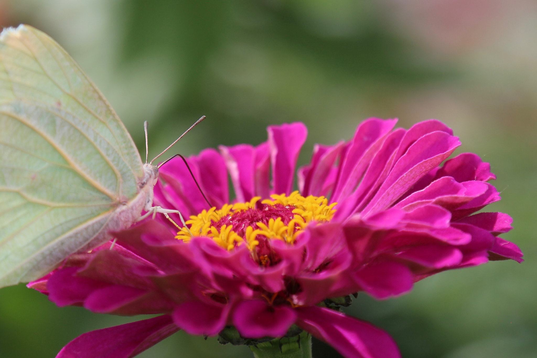 Canon EOS 650D (EOS Rebel T4i / EOS Kiss X6i) sample photo. Butterfly on pink flower photography