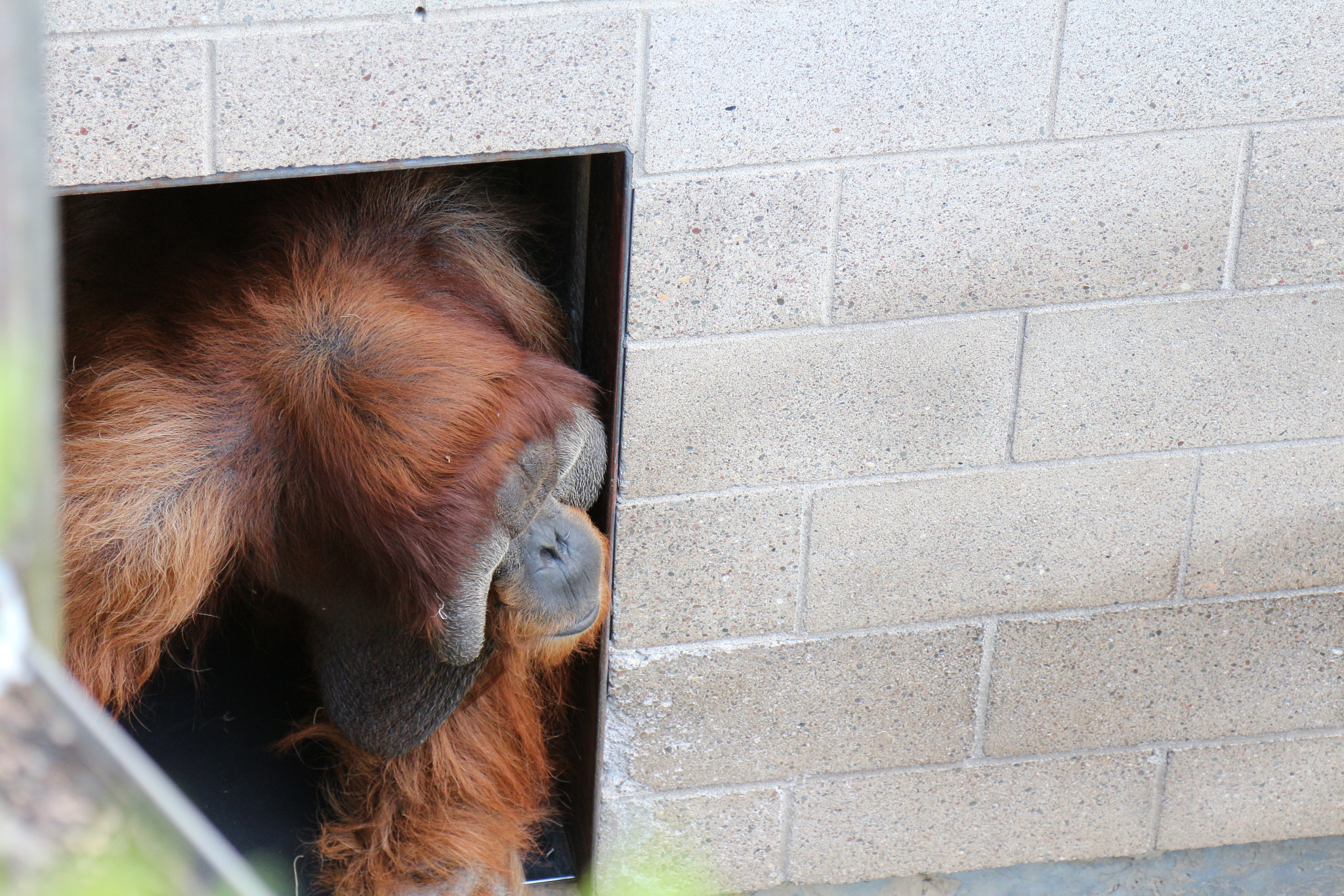 Canon EOS 650D (EOS Rebel T4i / EOS Kiss X6i) sample photo. Orangutan and cinder block photography