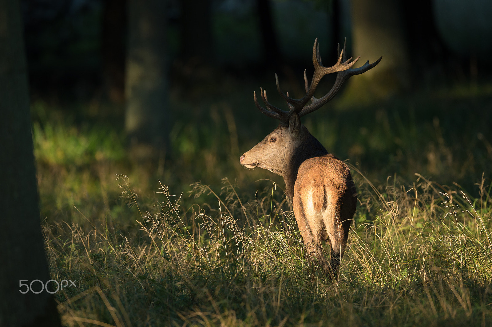 Nikon D4S + Nikon AF-S Nikkor 600mm F4E FL ED VR sample photo. Red deer photography