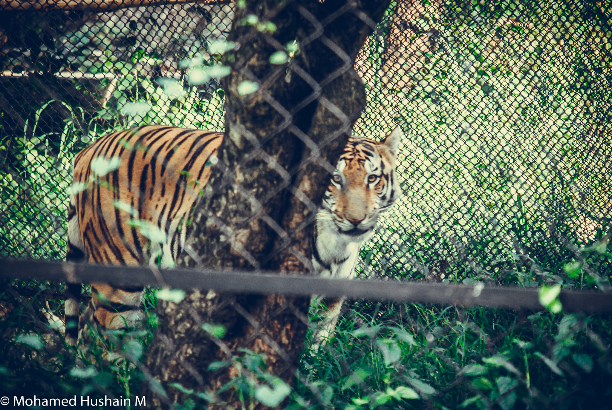 Canon EOS 500D (EOS Rebel T1i / EOS Kiss X3) sample photo. Tiger under zoo arrest photography