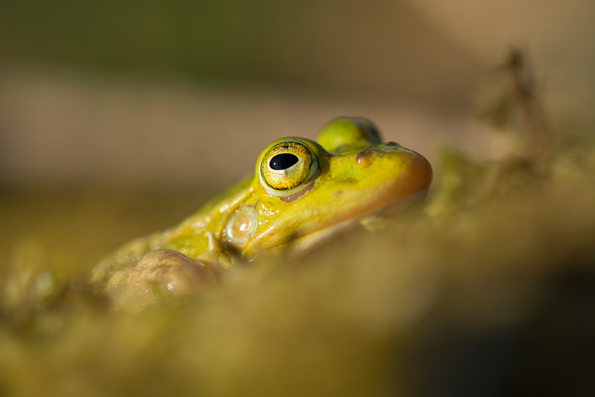 Nikon AF-S Micro-Nikkor 105mm F2.8G IF-ED VR sample photo. Jumper photography