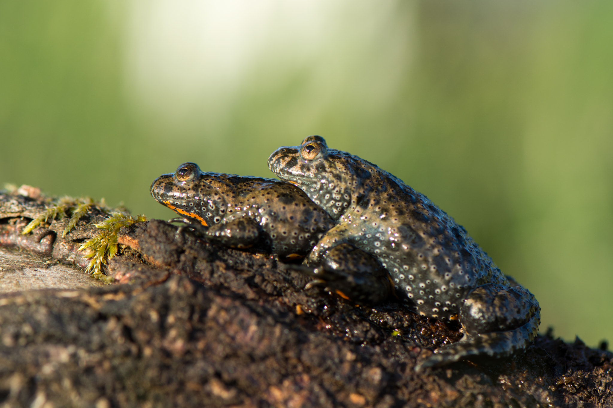 Nikon AF-S Micro-Nikkor 105mm F2.8G IF-ED VR sample photo. Jumper photography