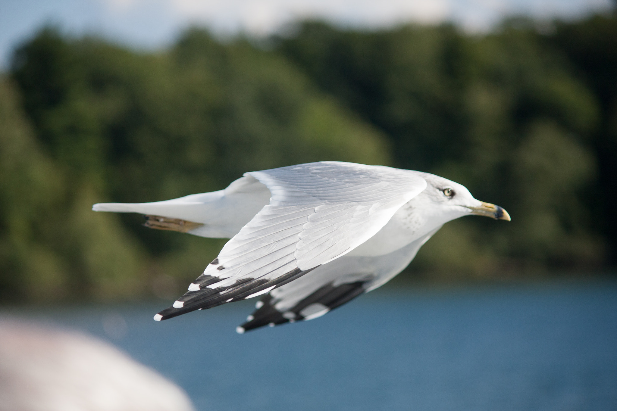 Canon EOS 40D sample photo. Seagulls photography