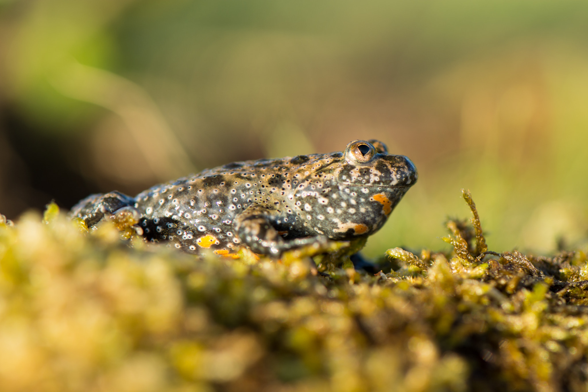 Nikon AF-S Micro-Nikkor 105mm F2.8G IF-ED VR sample photo. Jumper photography