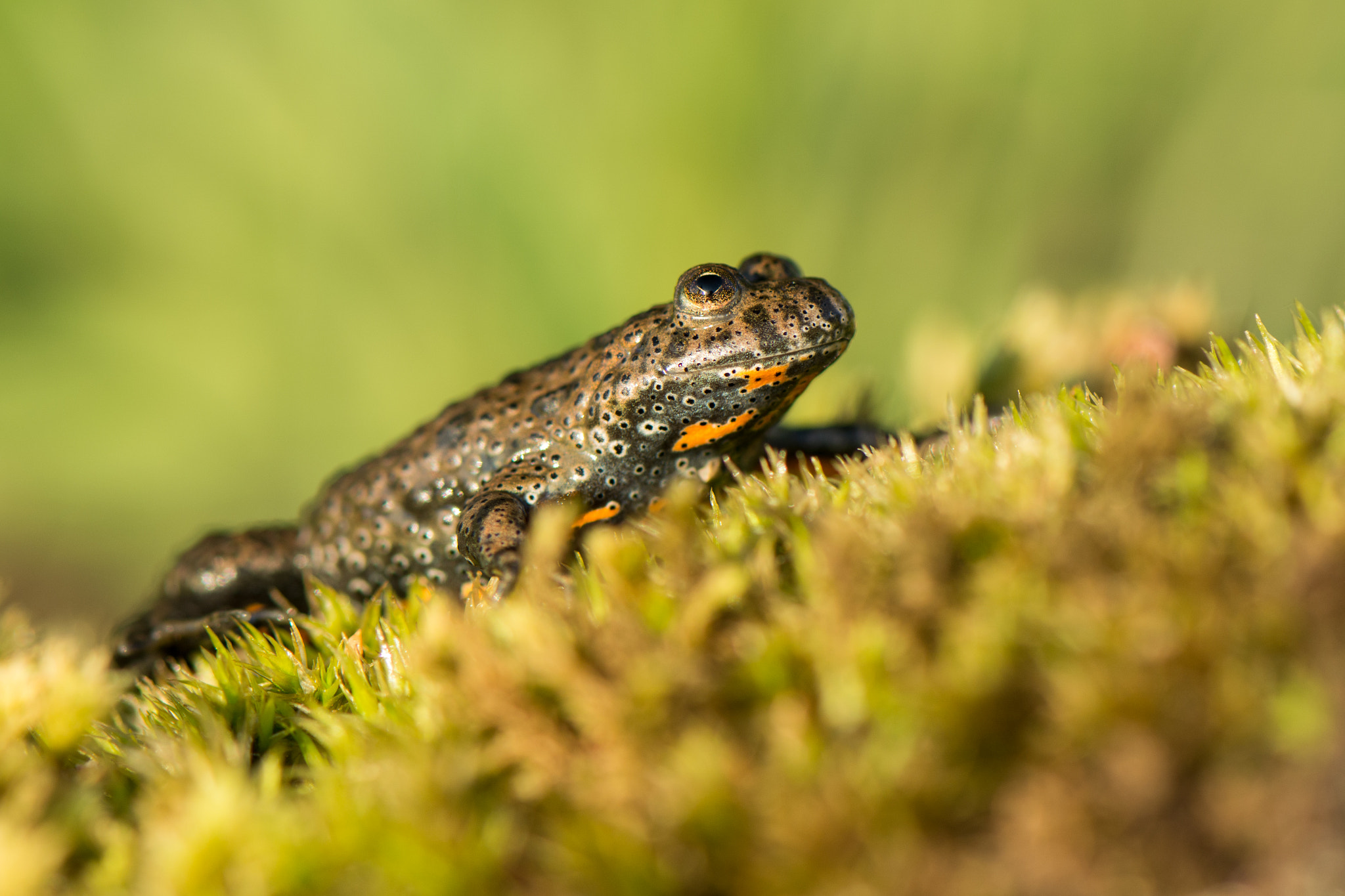Nikon AF-S Micro-Nikkor 105mm F2.8G IF-ED VR sample photo. Jumper photography