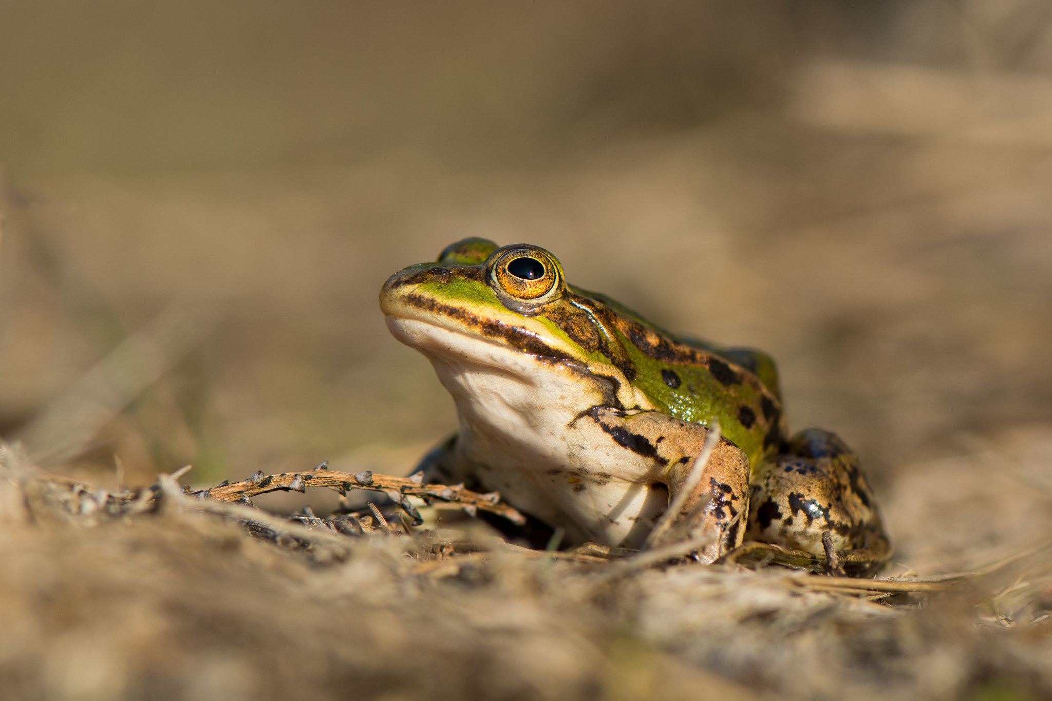Nikon AF-S Micro-Nikkor 105mm F2.8G IF-ED VR sample photo. Jumper photography
