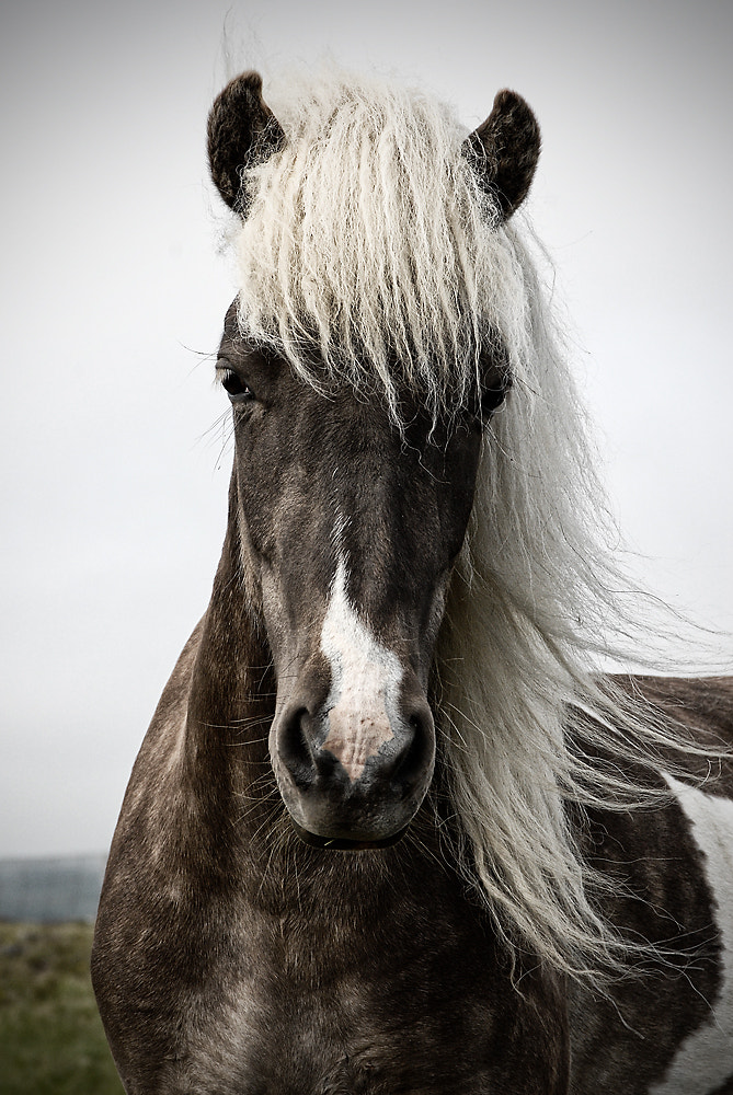 AF Zoom-Nikkor 28-105mm f/3.5-4.5D IF sample photo. Icelandic horse photography