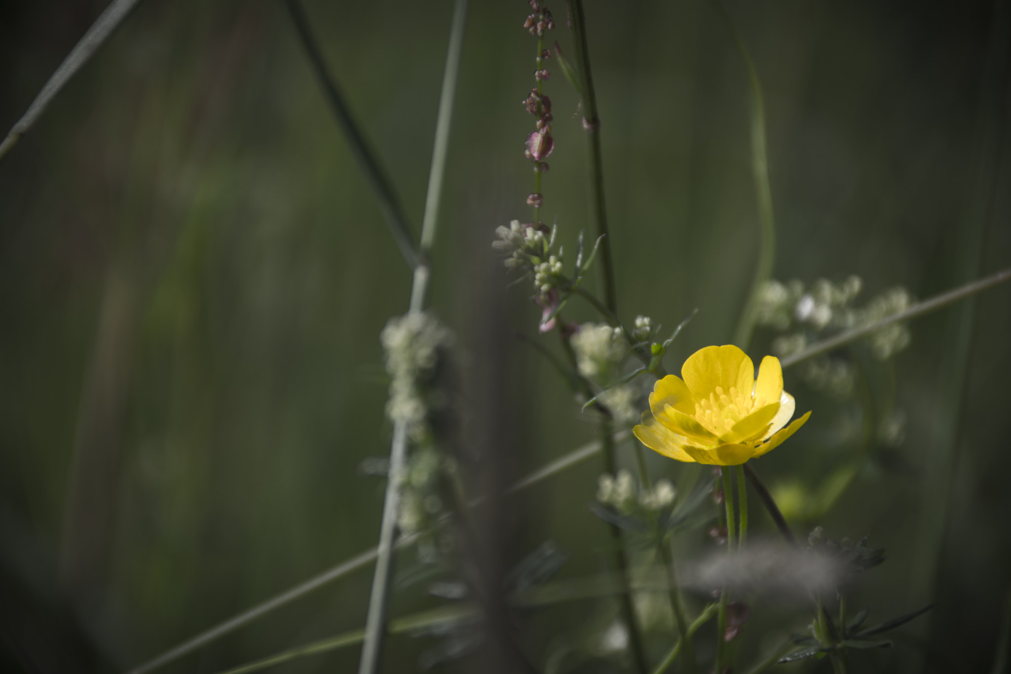 Sigma 18-200mm F3.5-6.3 II DC OS HSM sample photo. ... photography