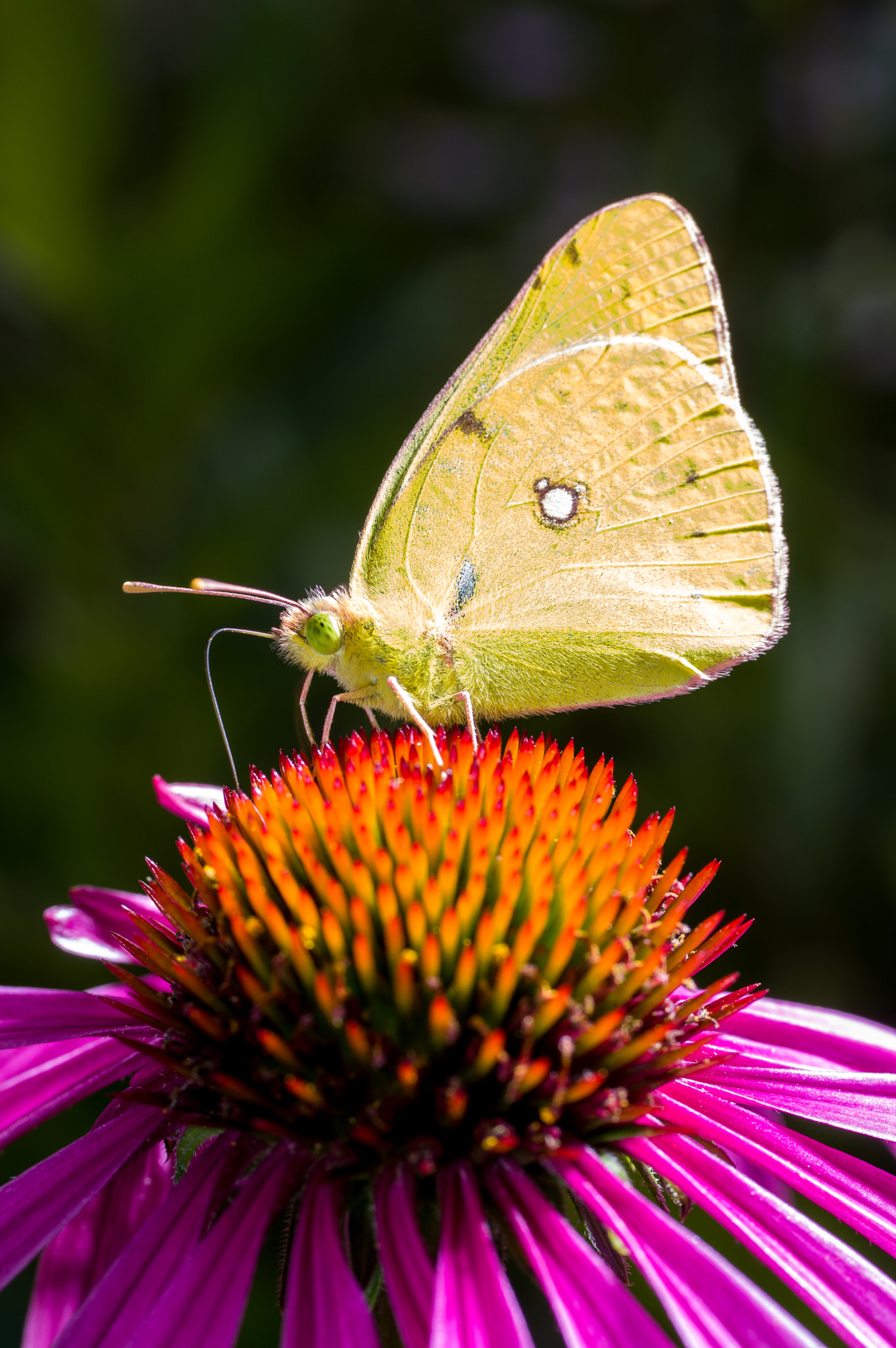 smc PENTAX-FA Macro 50mm F2.8 sample photo. An eastern pale clouded yellow butterfly, colias erate, on a echinacea flower photography