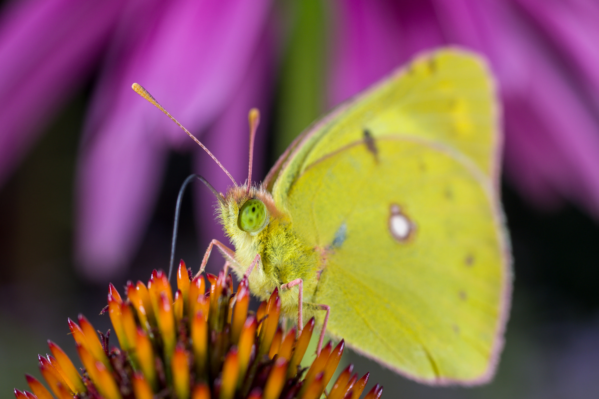 Pentax K-3 + smc PENTAX-FA Macro 50mm F2.8 sample photo. An eastern pale clouded yellow butterfly, colias erate, on a echinacea flower photography