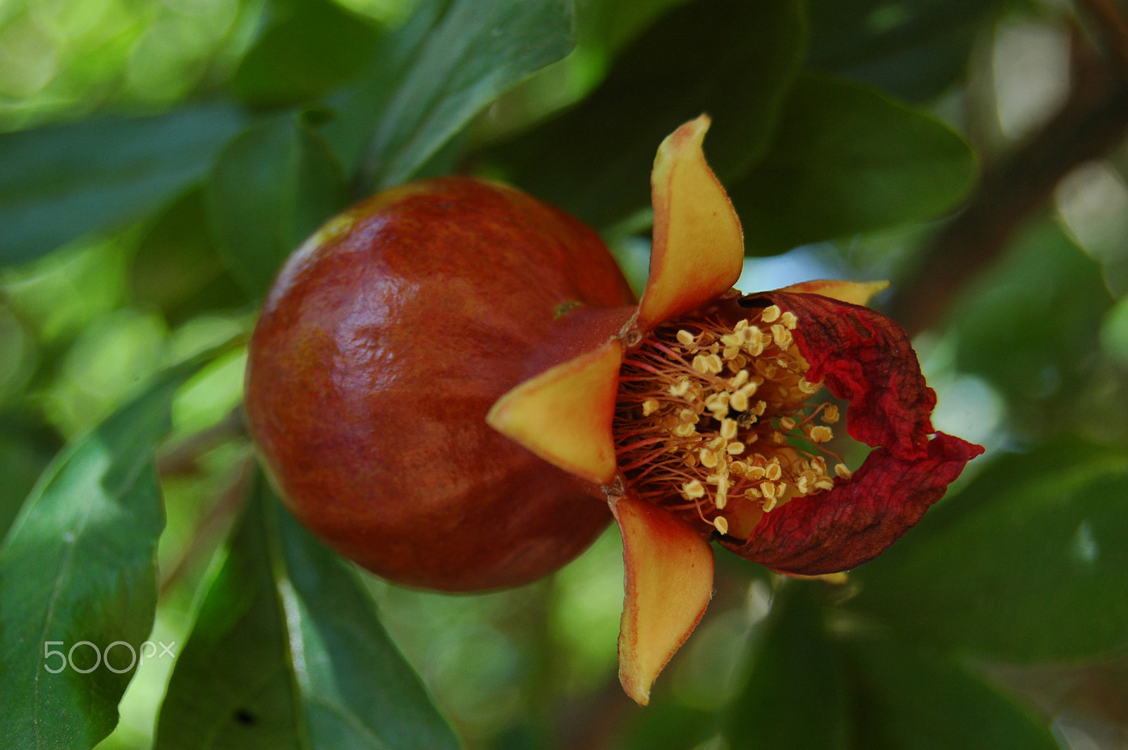 Nikon D70 sample photo. Young pomegranate fruit photography