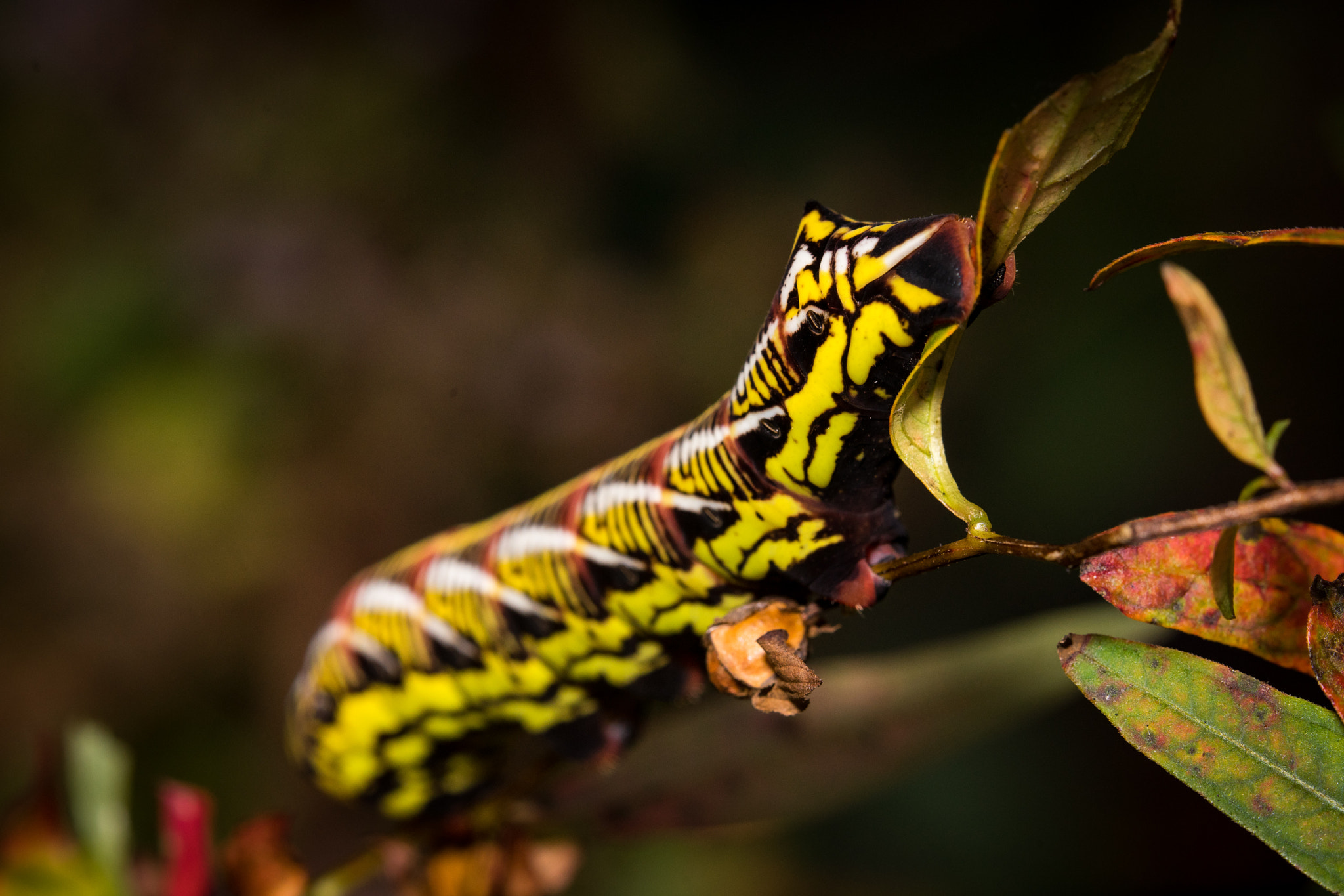 Tamron SP AF 180mm F3.5 Di LD (IF) Macro sample photo. Stripes photography