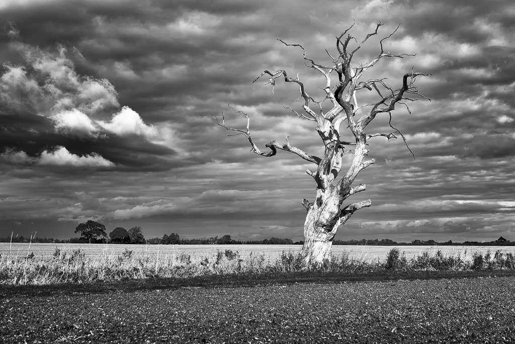 Sony a7 + E 50mm F1.4 sample photo. Skeleton tree photography