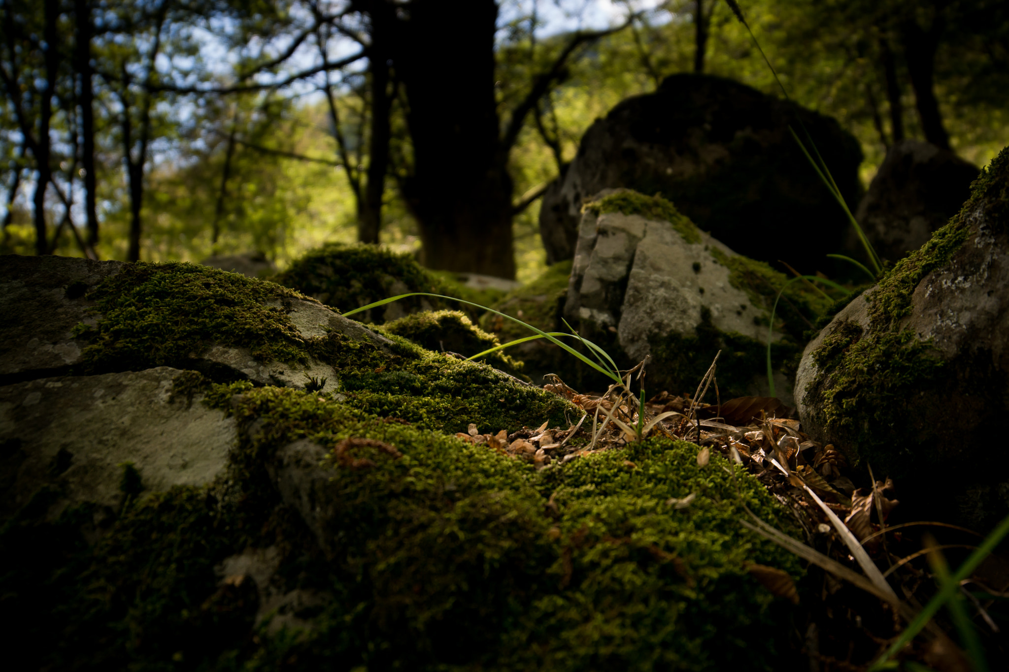 Samyang 14mm F2.8 ED AS IF UMC sample photo. In to the wood photography