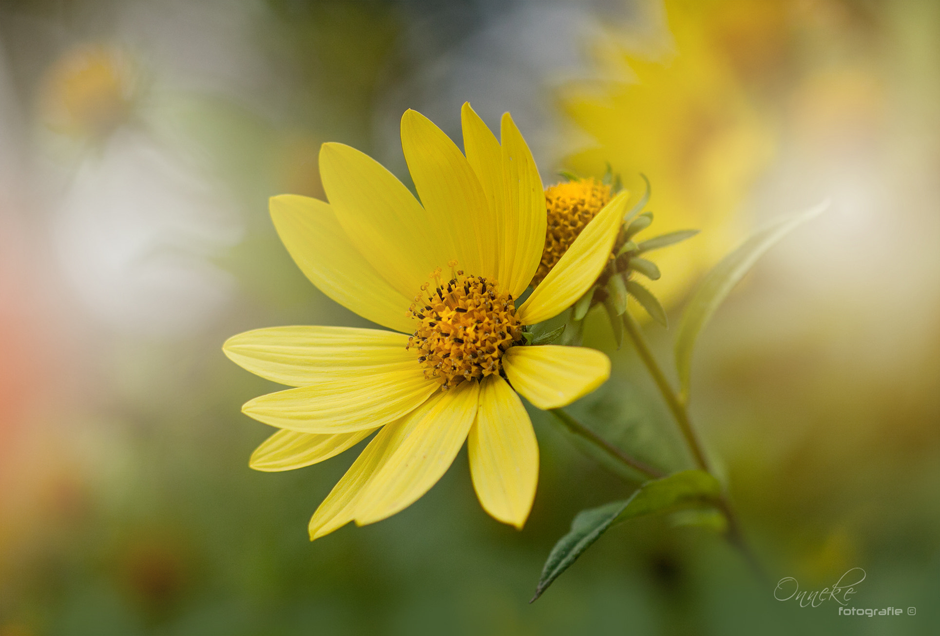 Canon EF 100mm F2.8 Macro USM sample photo. Yellow photography
