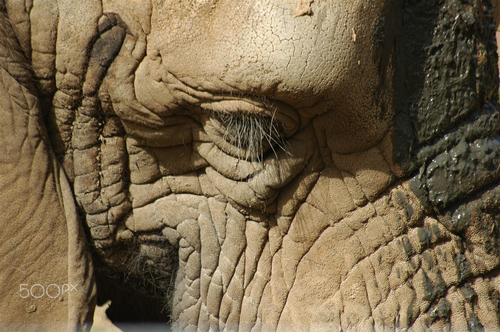 Nikon D70 + Sigma 70-300mm F4-5.6 APO Macro Super II sample photo. Elephant's eye photography