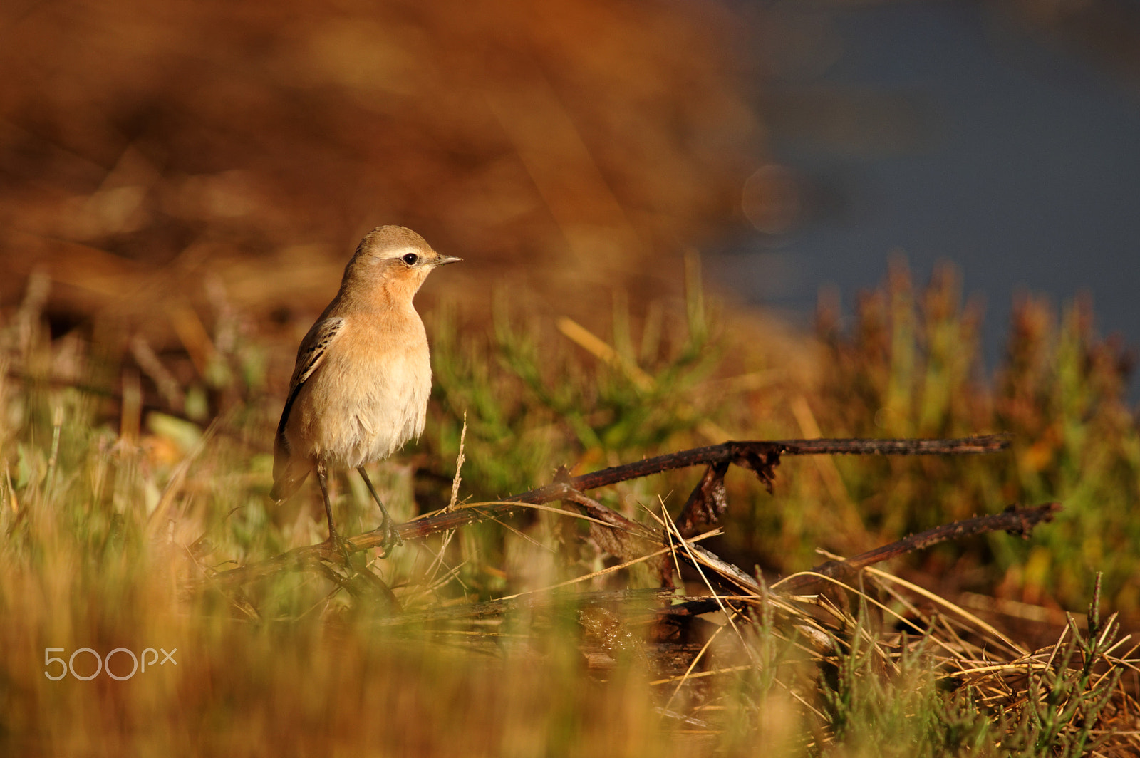 smc PENTAX-FA* 600mm F4 ED[IF] sample photo. Wheatear in sunrise photography
