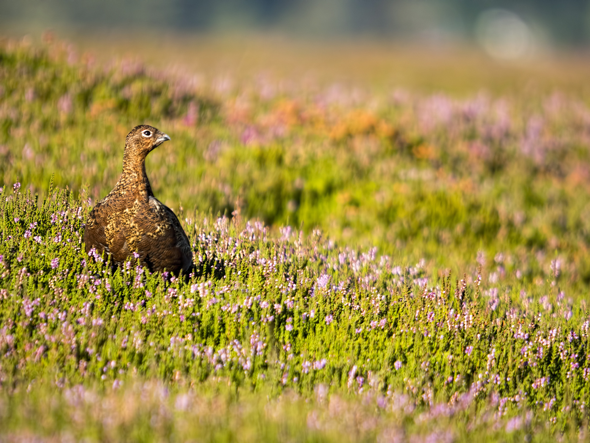 Olympus OM-D E-M5 II + SIGMA 50-500mm F4-6.3 DG HSM sample photo. Red grouse iv photography
