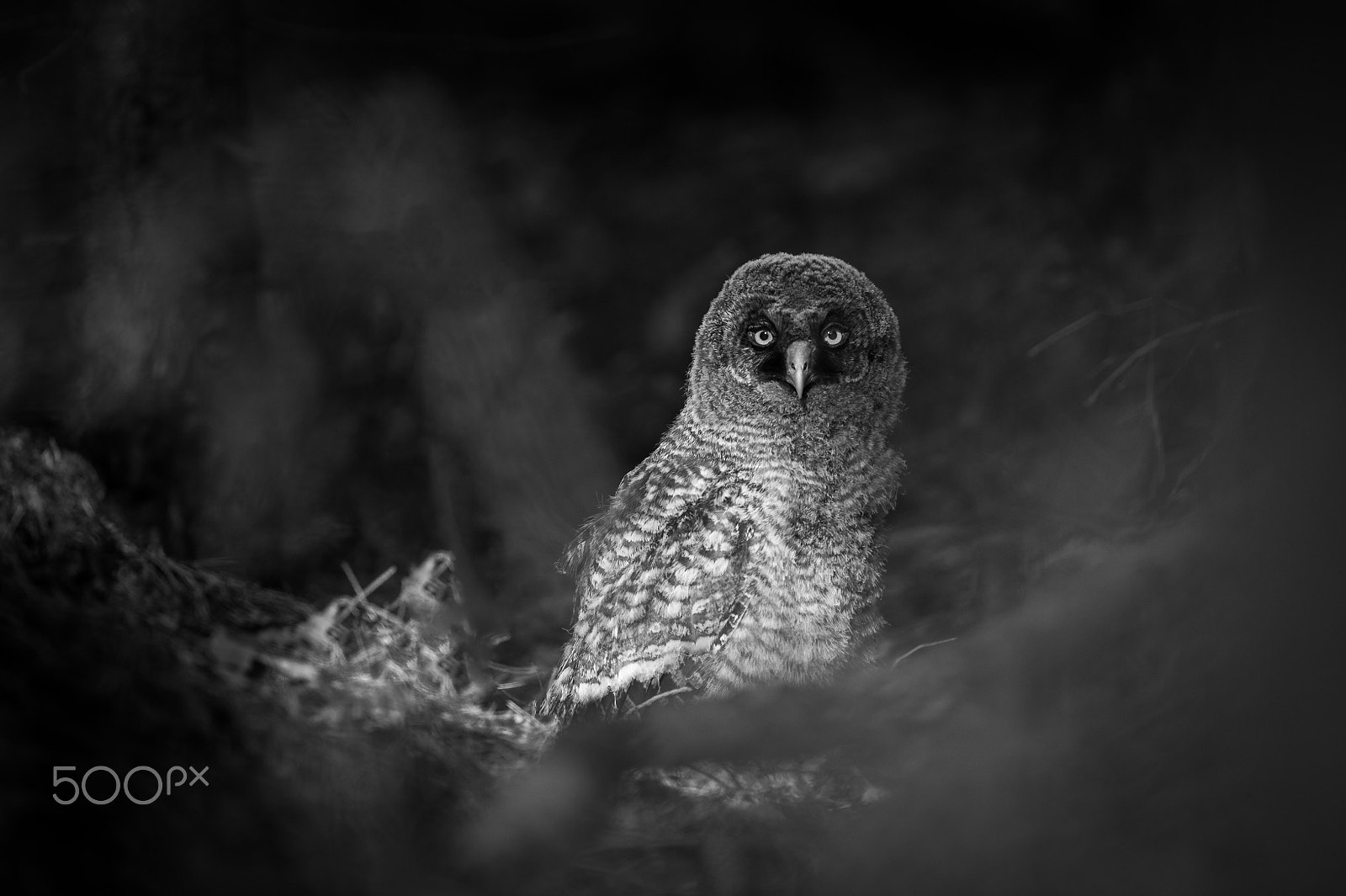 Nikon D4 sample photo. Great grey owl photography