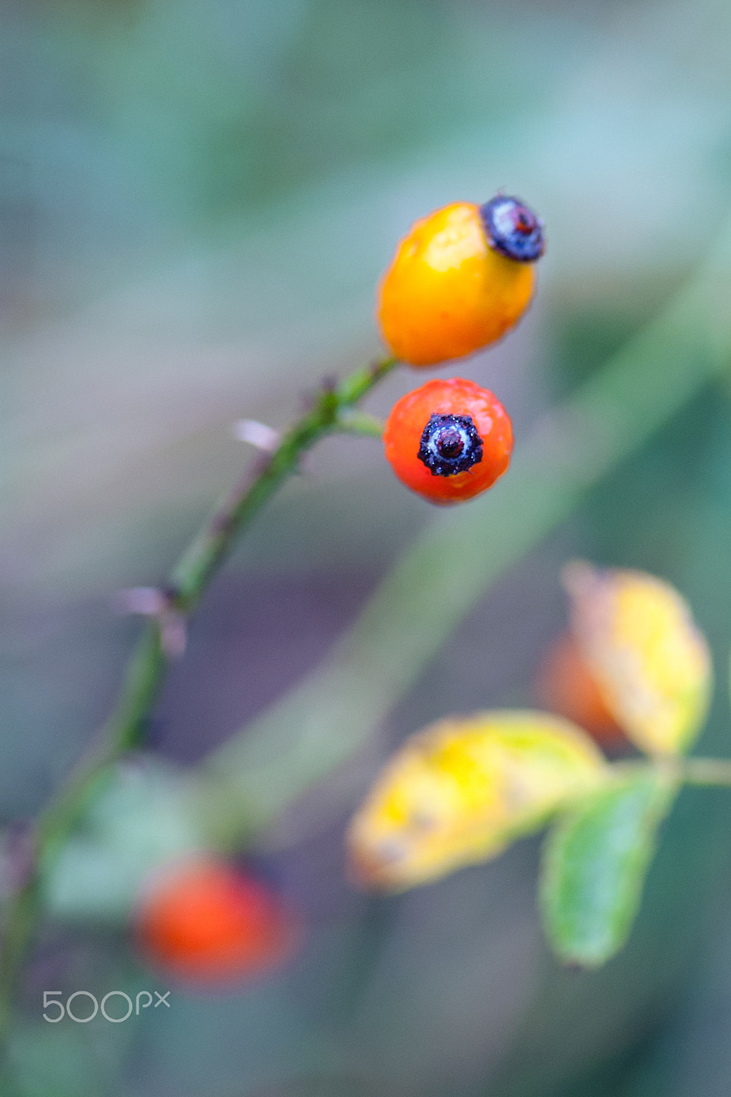 Nikon AF-S Micro-Nikkor 105mm F2.8G IF-ED VR sample photo. Look at me photography