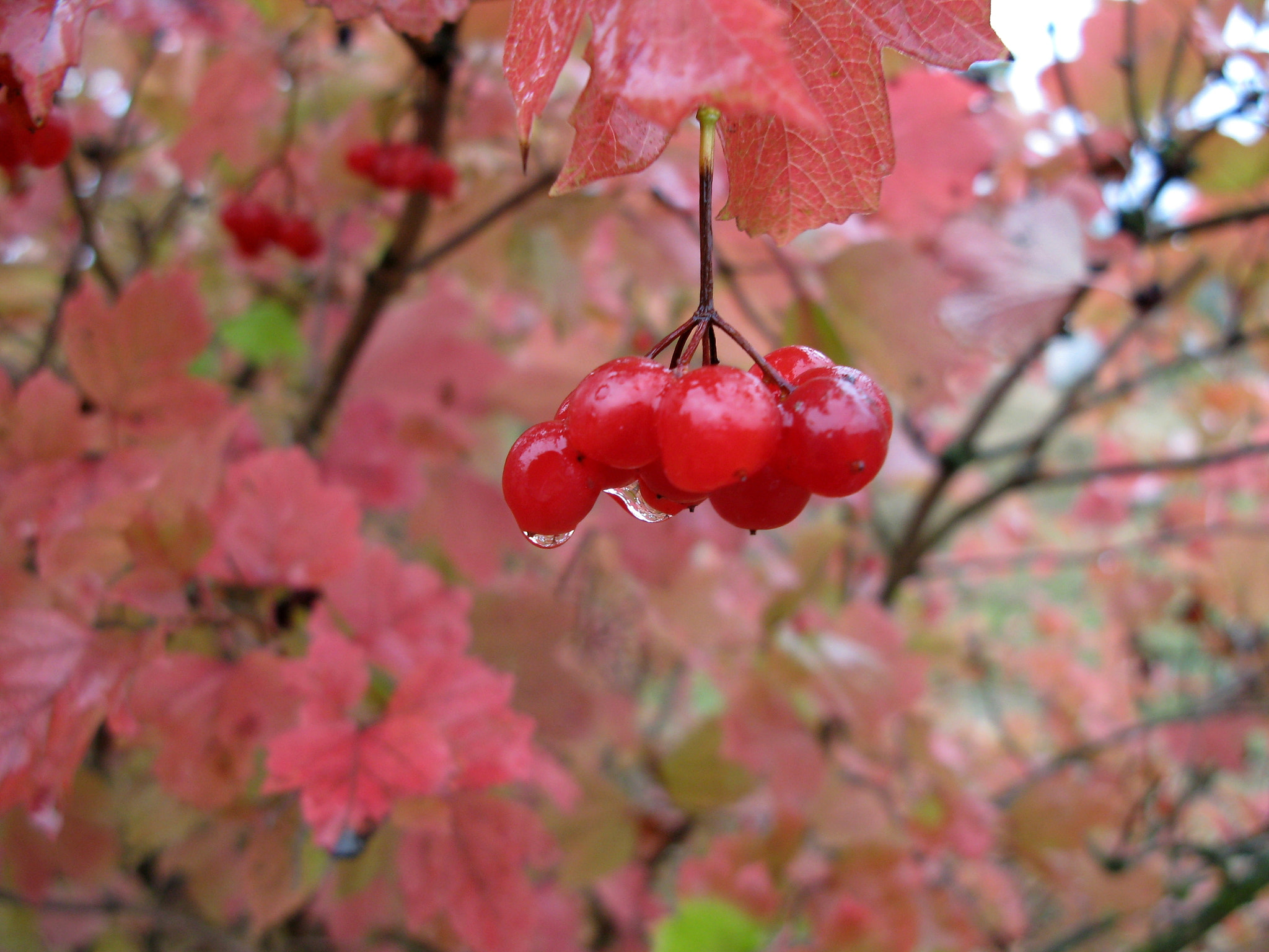 Canon POWERSHOT G7 sample photo. Viburnum photography