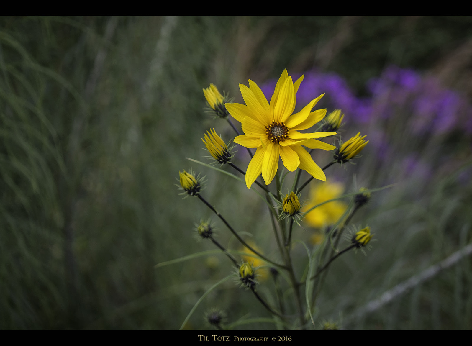 LUMIX G VARIO 45-150/F4.0-5.6 sample photo. Autumn flowers photography