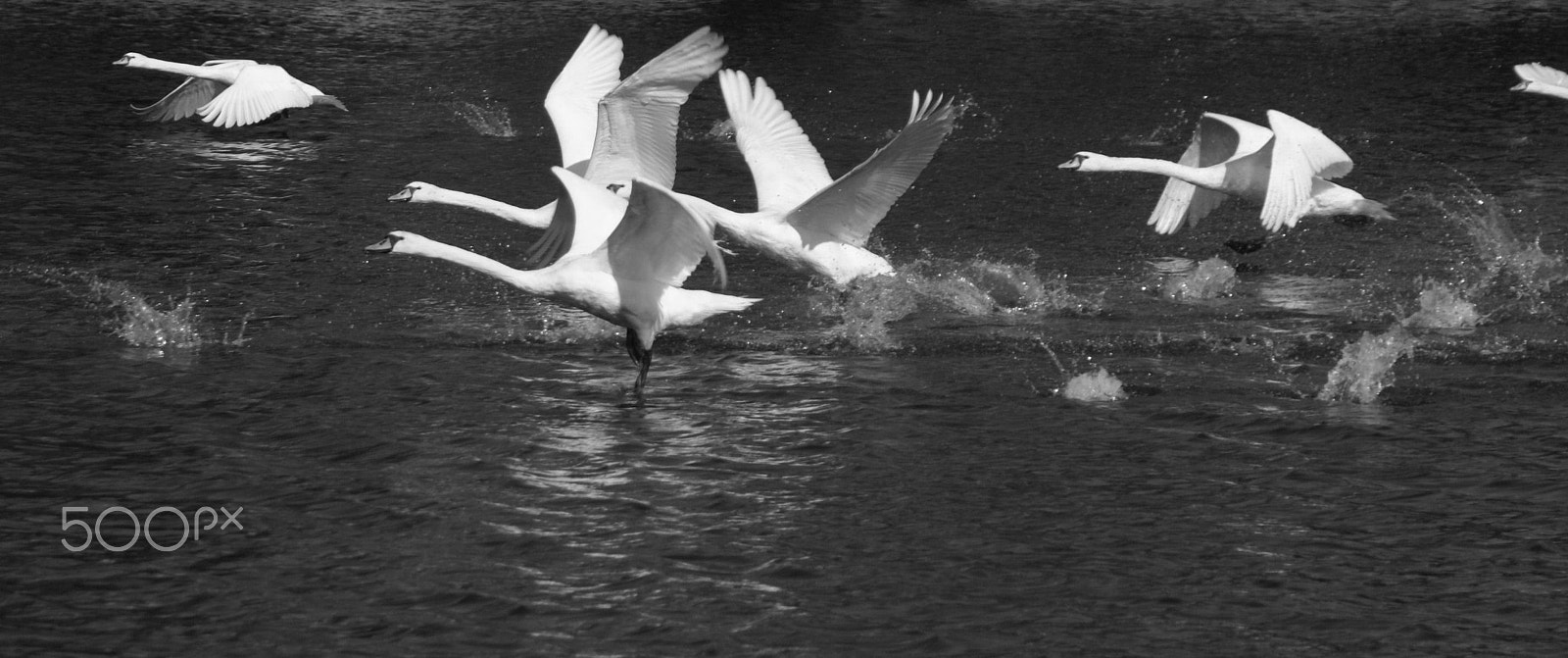 Sony Alpha DSLR-A100 sample photo. Swans in motion photography