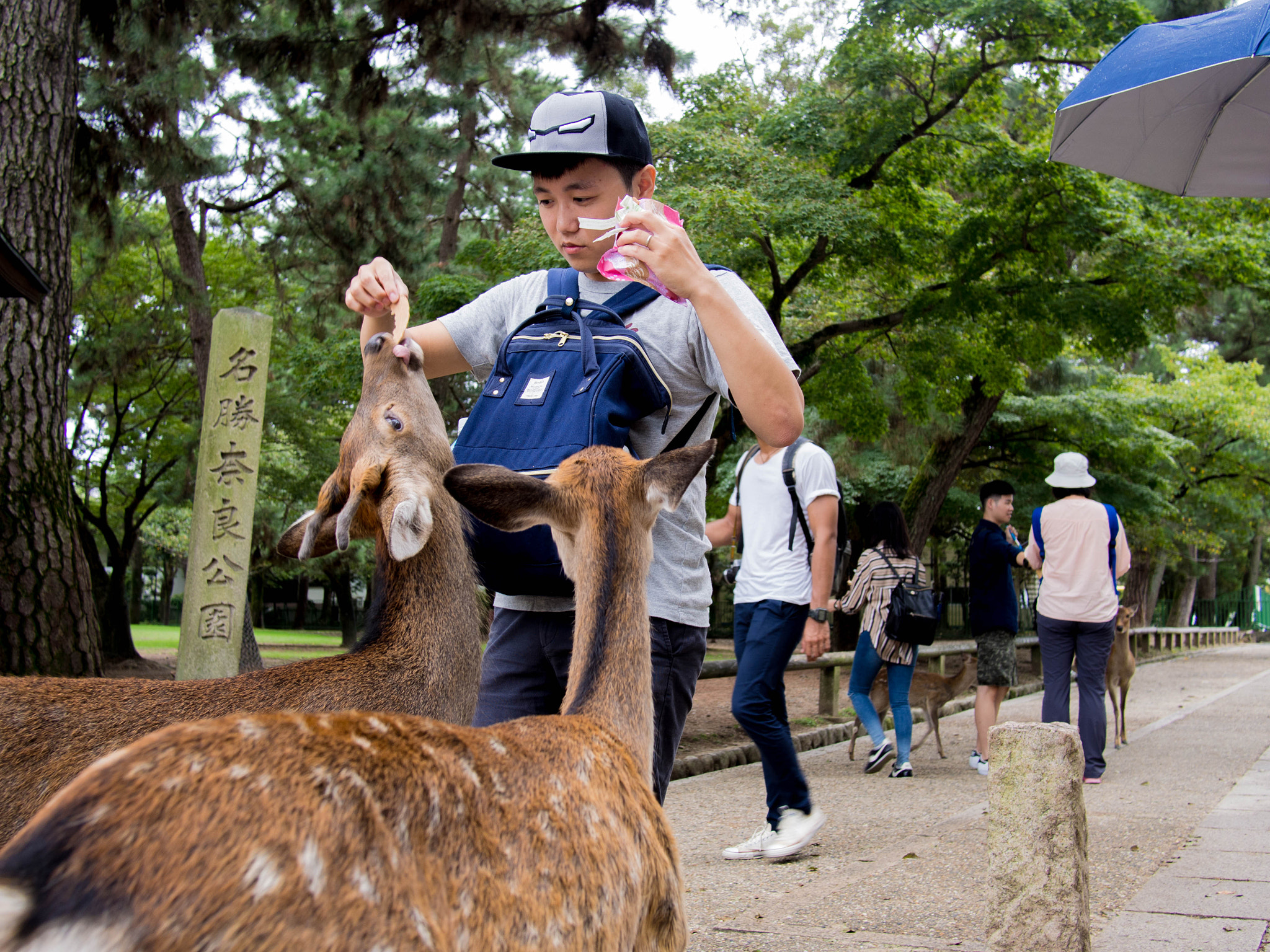 Olympus PEN E-PL6 + Panasonic Lumix G 20mm F1.7 ASPH sample photo. Feeding the deer in nara photography