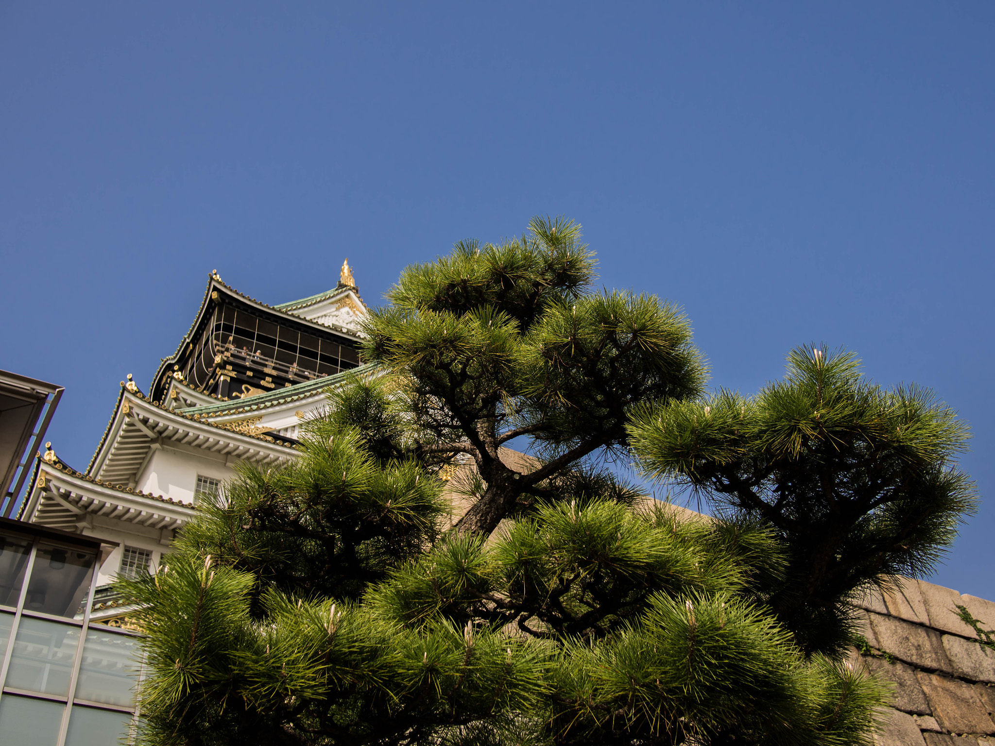 Olympus PEN E-PL6 sample photo. The tree is the focus photography