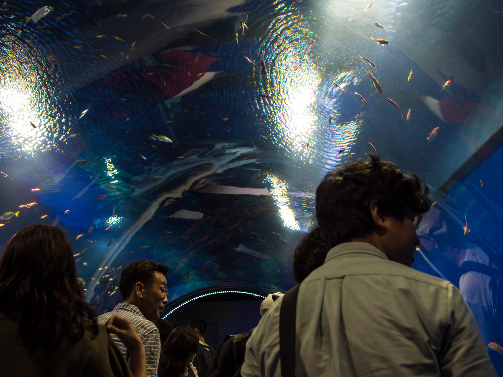Olympus PEN E-PL6 + Panasonic Lumix G 20mm F1.7 ASPH sample photo. Aquarium from below photography