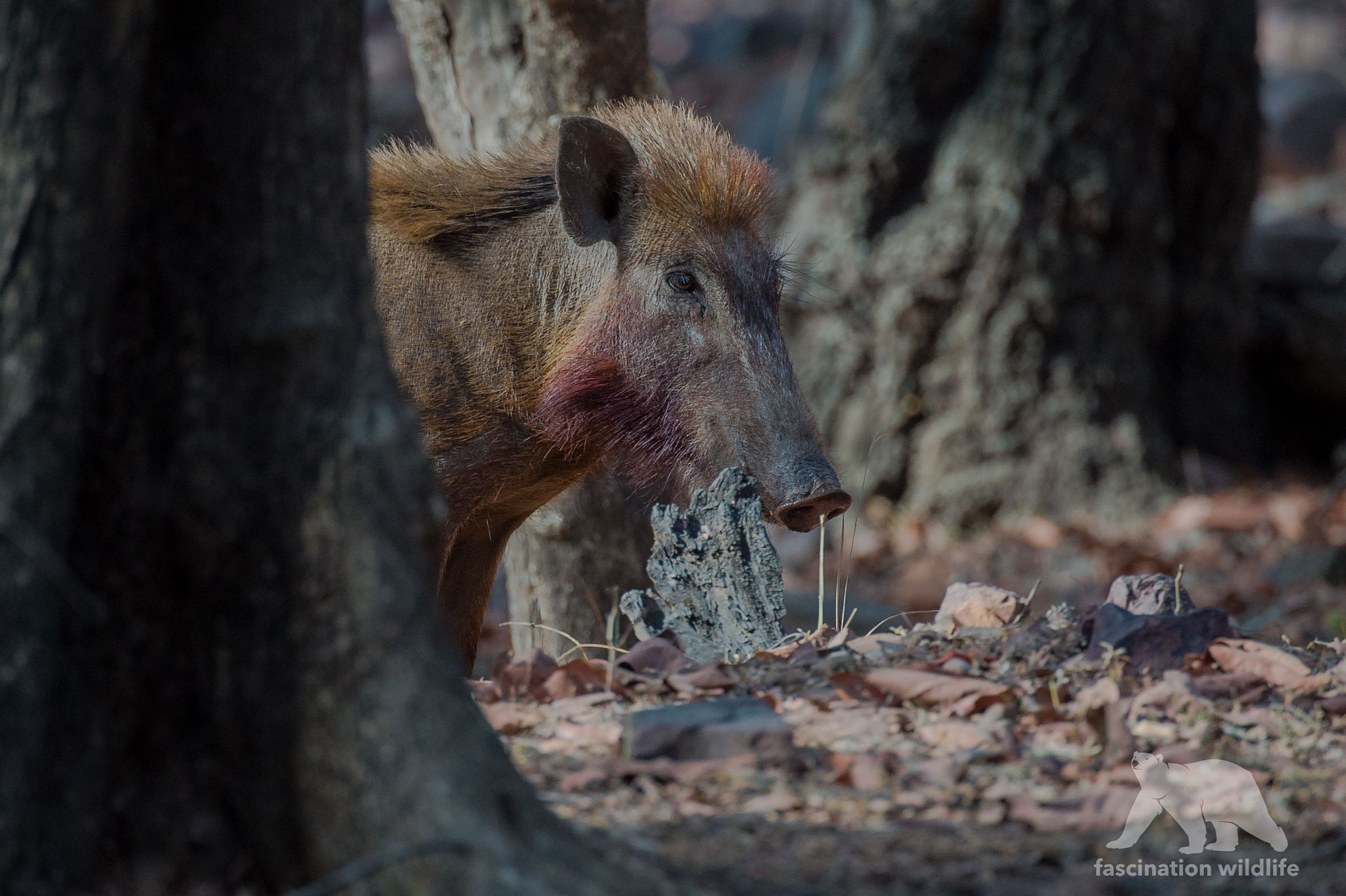 Nikon D4S sample photo. Wild boar photography