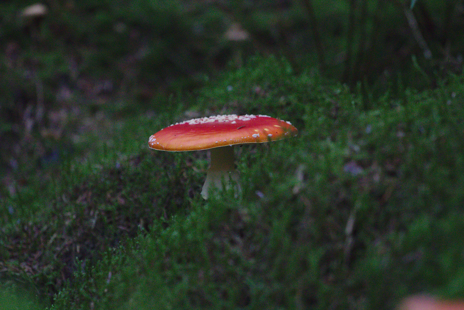 Canon EOS 750D (EOS Rebel T6i / EOS Kiss X8i) + Canon EF 70-200mm F4L USM sample photo. A king in the woods photography