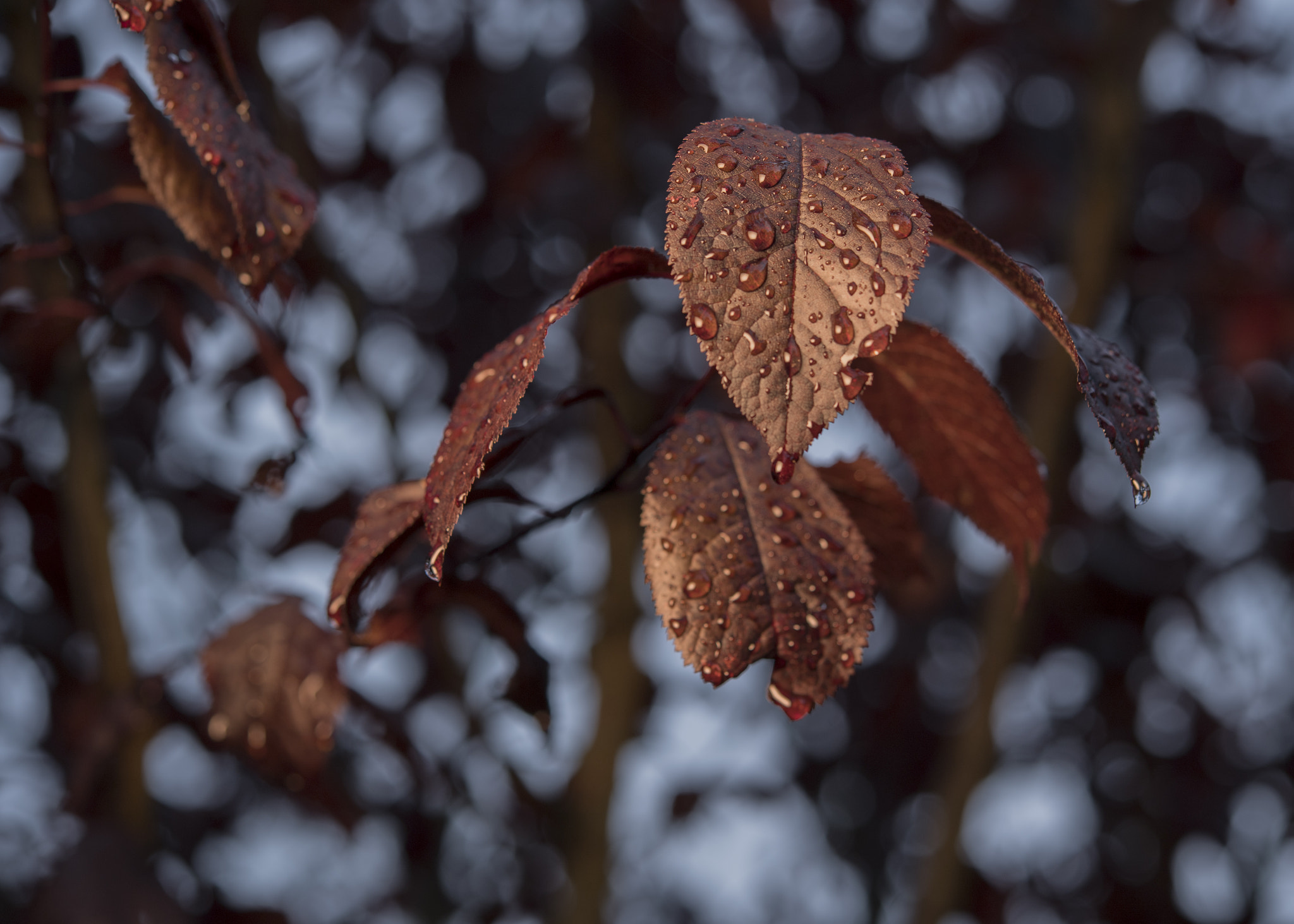 Nikon AF-S Micro-Nikkor 60mm F2.8G ED sample photo. 20161008_0035.jpg photography